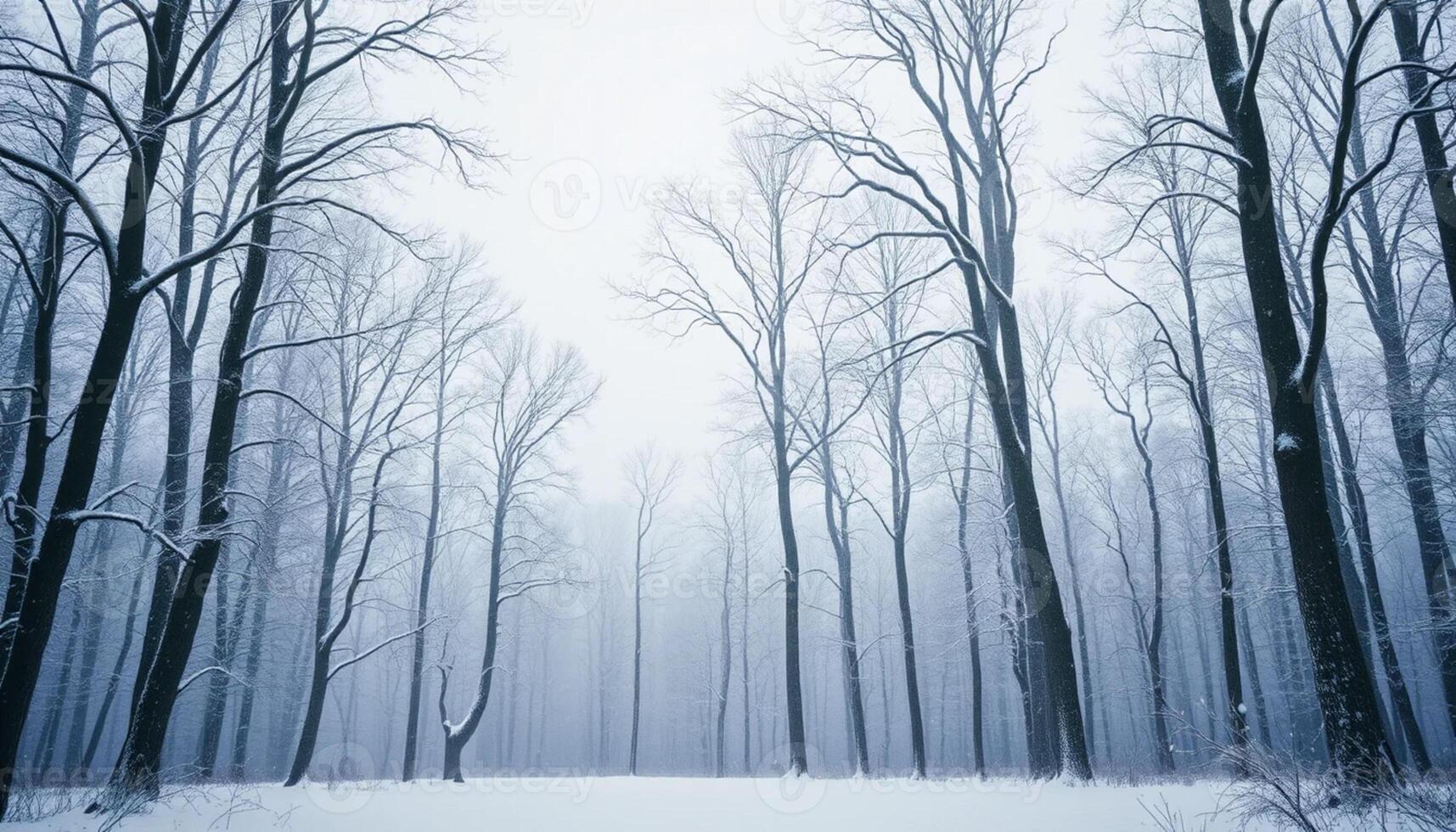 A snowy forest with bare trees and snow photo