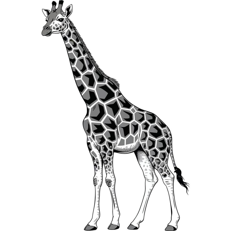 Giraffe black and white vector