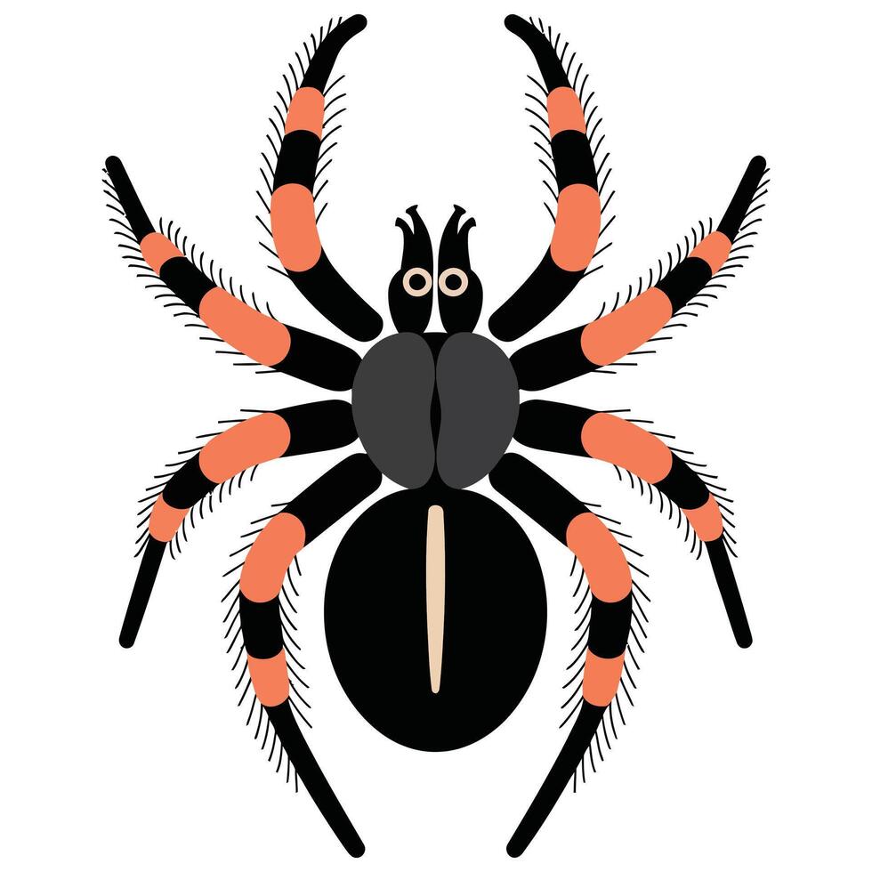 A black and orange spider with long legs vector