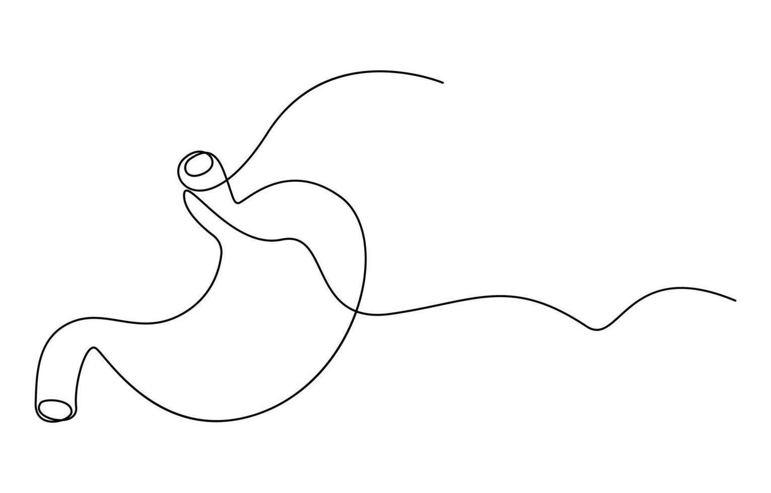 human organ line art drawing vector