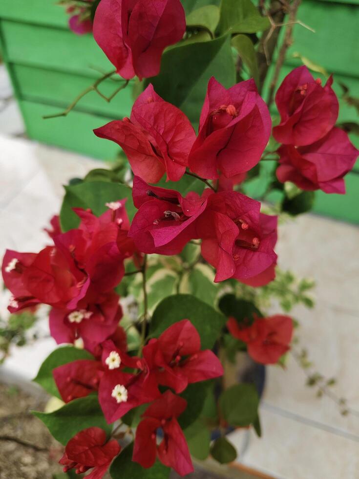 The red bougainvillea flowers look beautiful and bloom in the morning photo