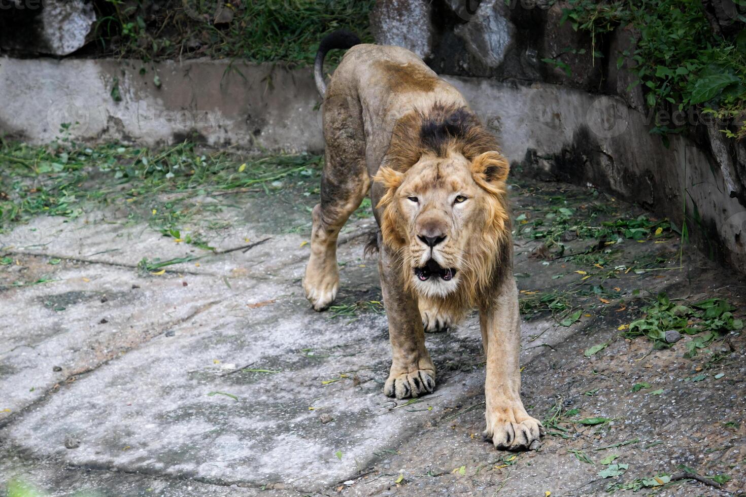 Male Lion Walking in Zoo Habitat with Closed Eyes. Close-Up of a Lion's Intense Facial Expression photo