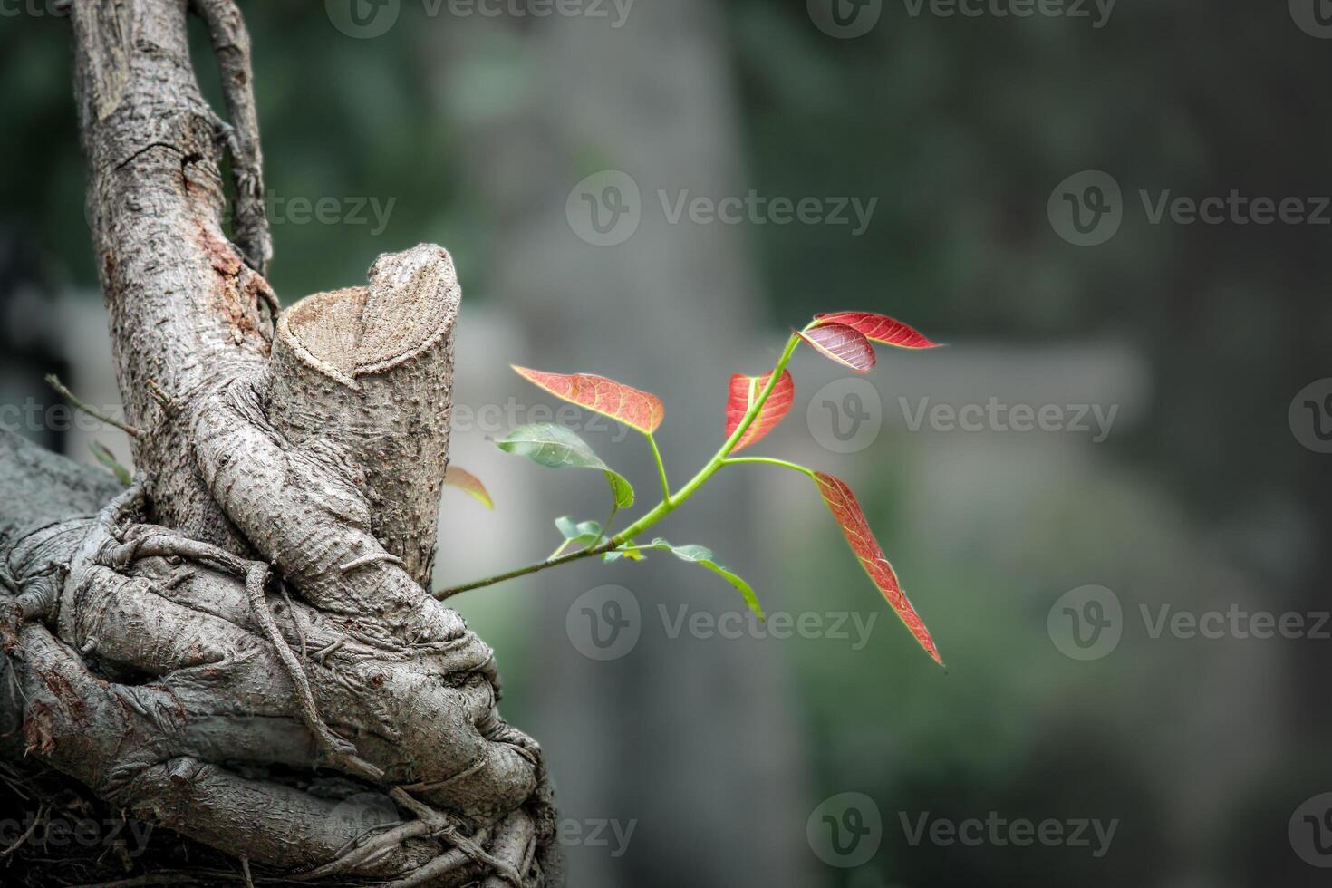 Fresh Sprout on Weathered Bark. Red and Green Leaves on a Sturdy Branch photo