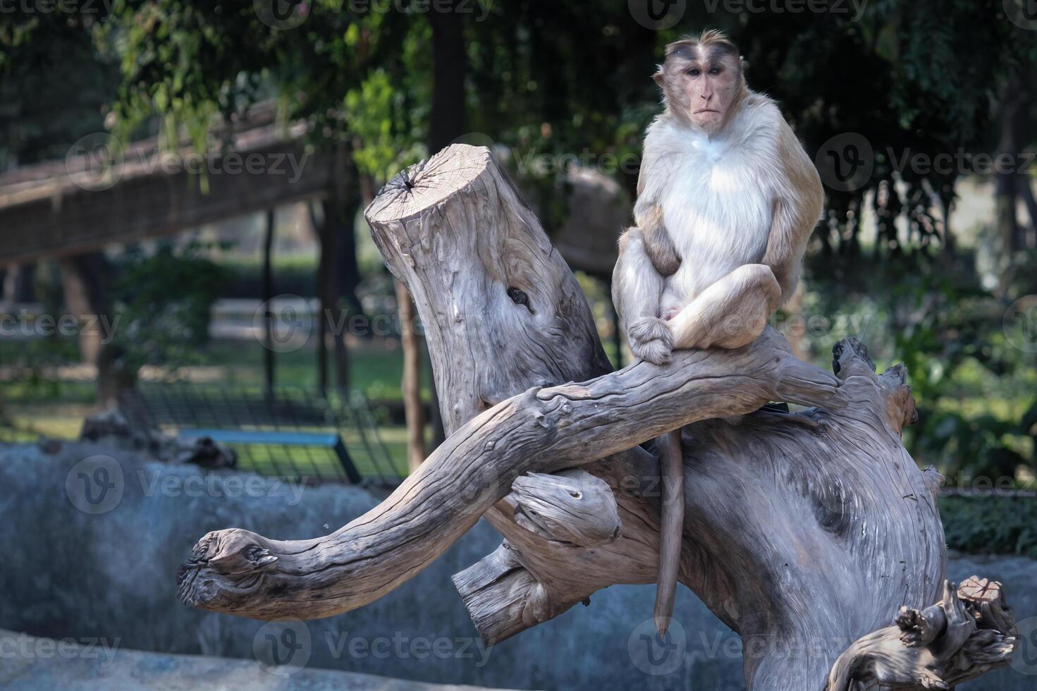 Calm Monkey Sitting on Branch in Nature. Monkey Perched on Tree Branch in Zoo photo