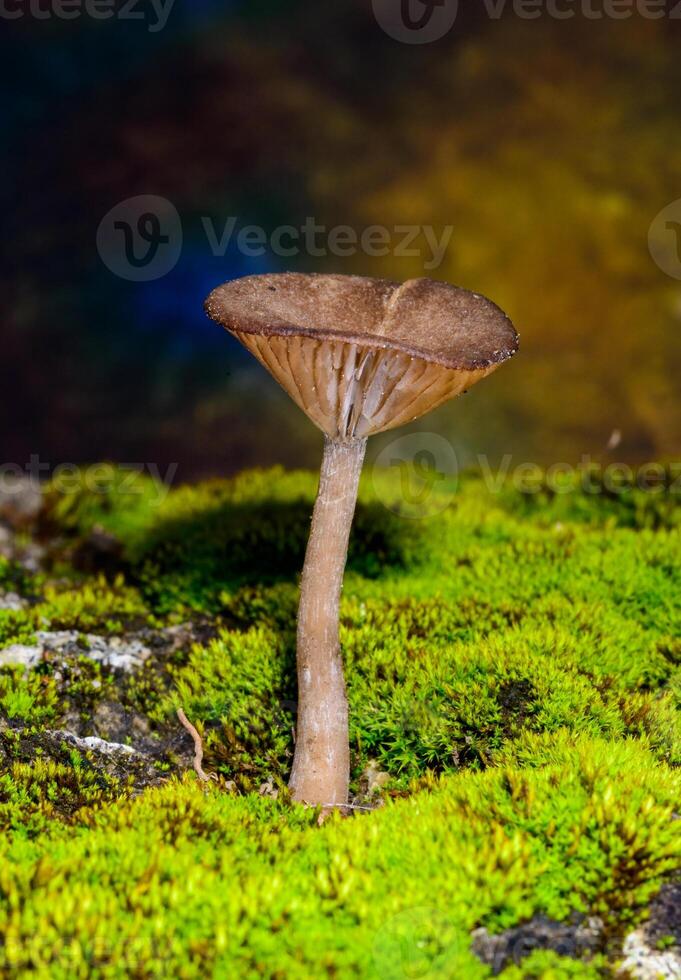 Pseudoclitocybe cyathiformis, saprophytic fungus growing among moss and fallen leaves under trees in the grass. photo
