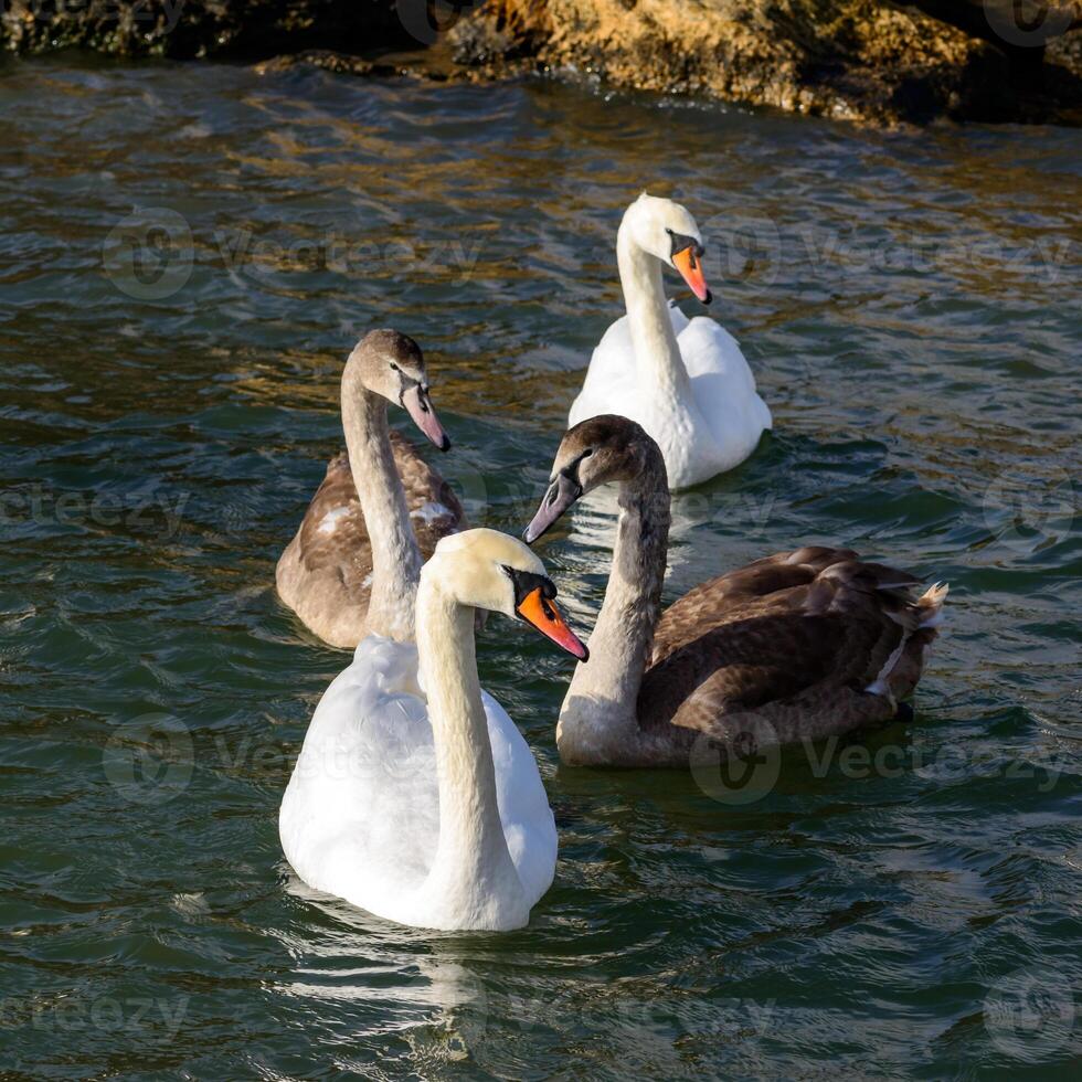Mute swan Cygnus olor - Young and adult swans swim in water with glare and reflection of the sun in winter in Liman, Black Sea photo