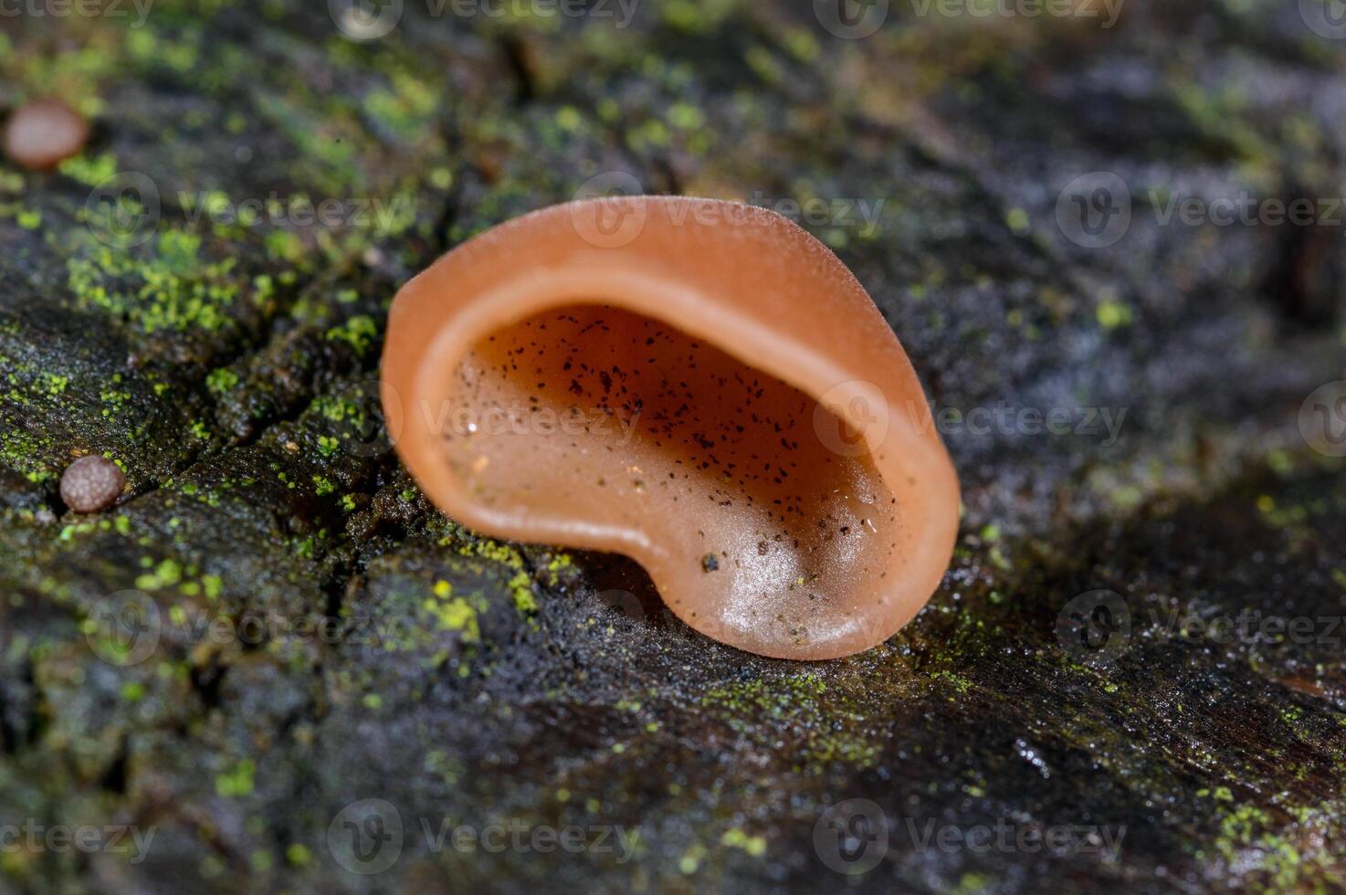 Auricularia auricula-judae - saprophytic fungus growing on an old tree stump Odessa photo