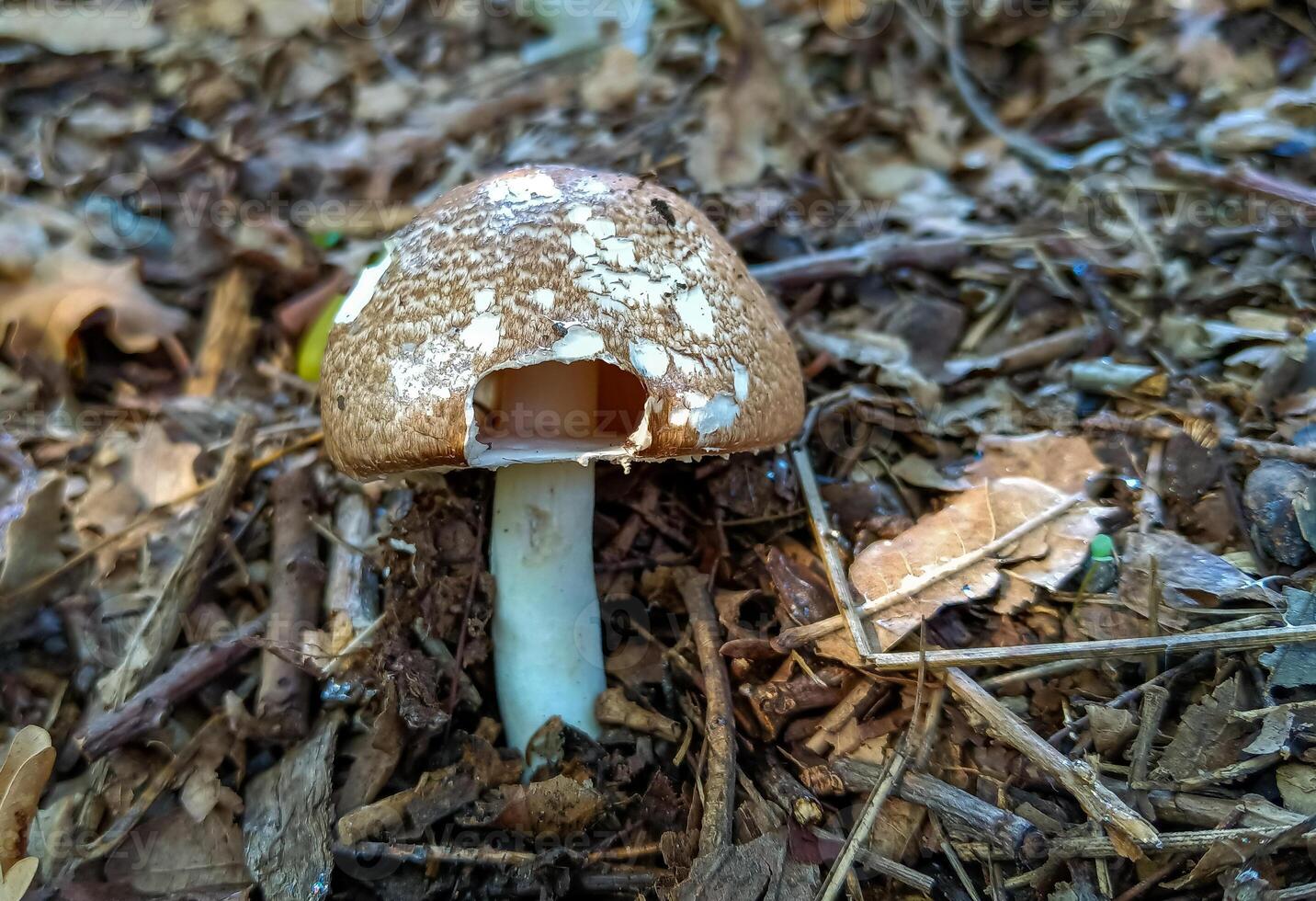 Agaricus sp. mushrooms in Ukraine among green grass in the garden, Ukraine photo