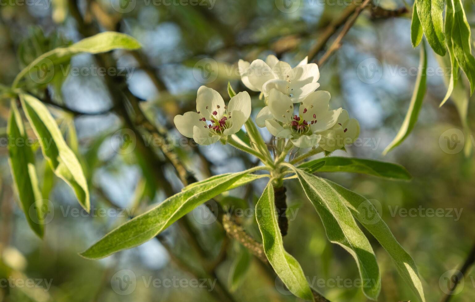 Beautiful white blossoms of a blooming pear tree on a tree branch with bright green leaves and soft natural light. Soft focus. photo