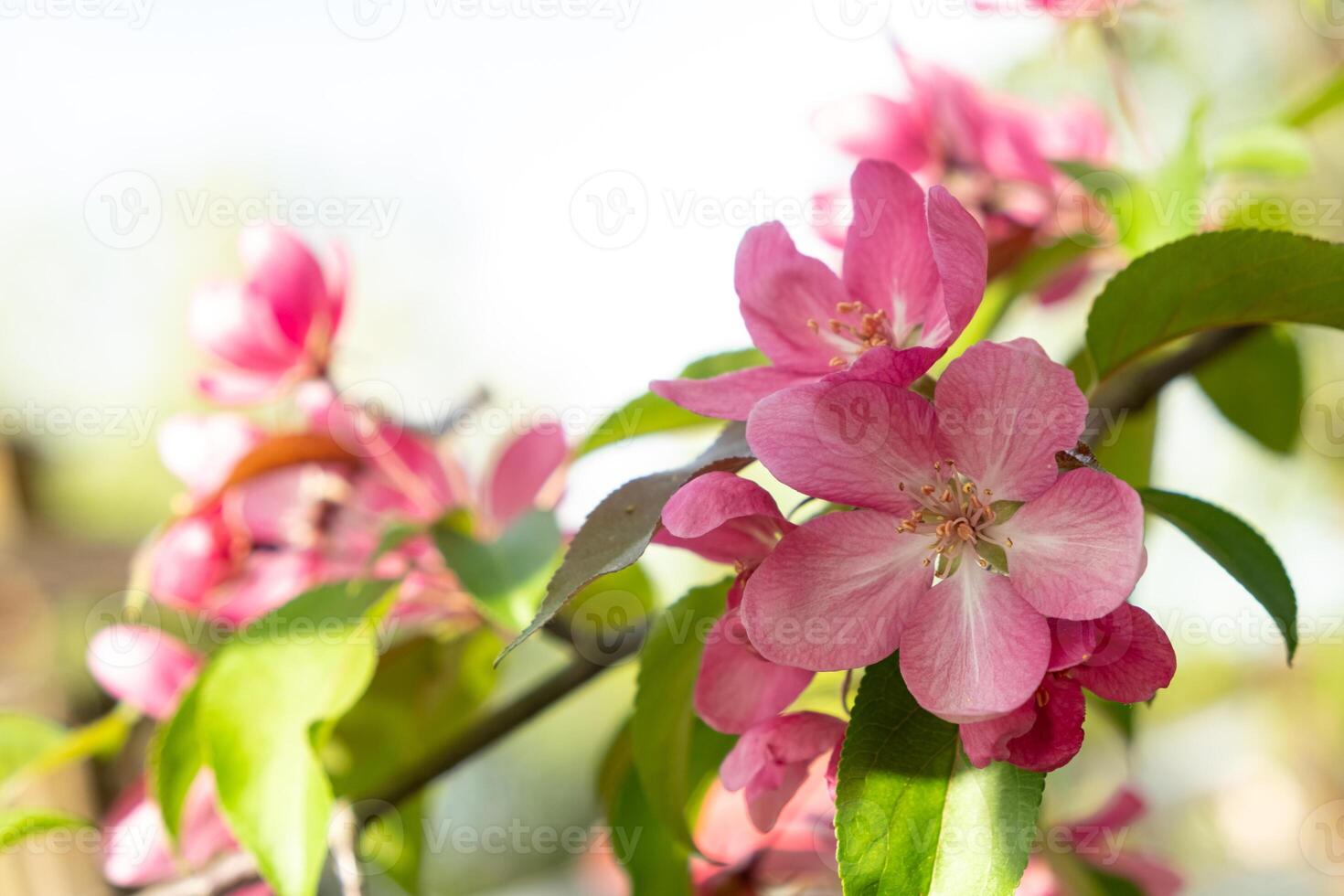 Close-Up of Pink Blossom on Tree Branch in Spring. Soft focus. photo