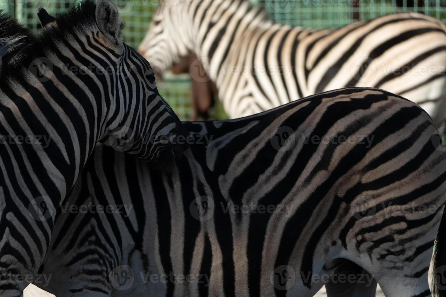 Zebras Enclosure Zoo Conservation. Two dark, one light zebras stand in a zoo enclosure, showcasing conservation efforts. photo