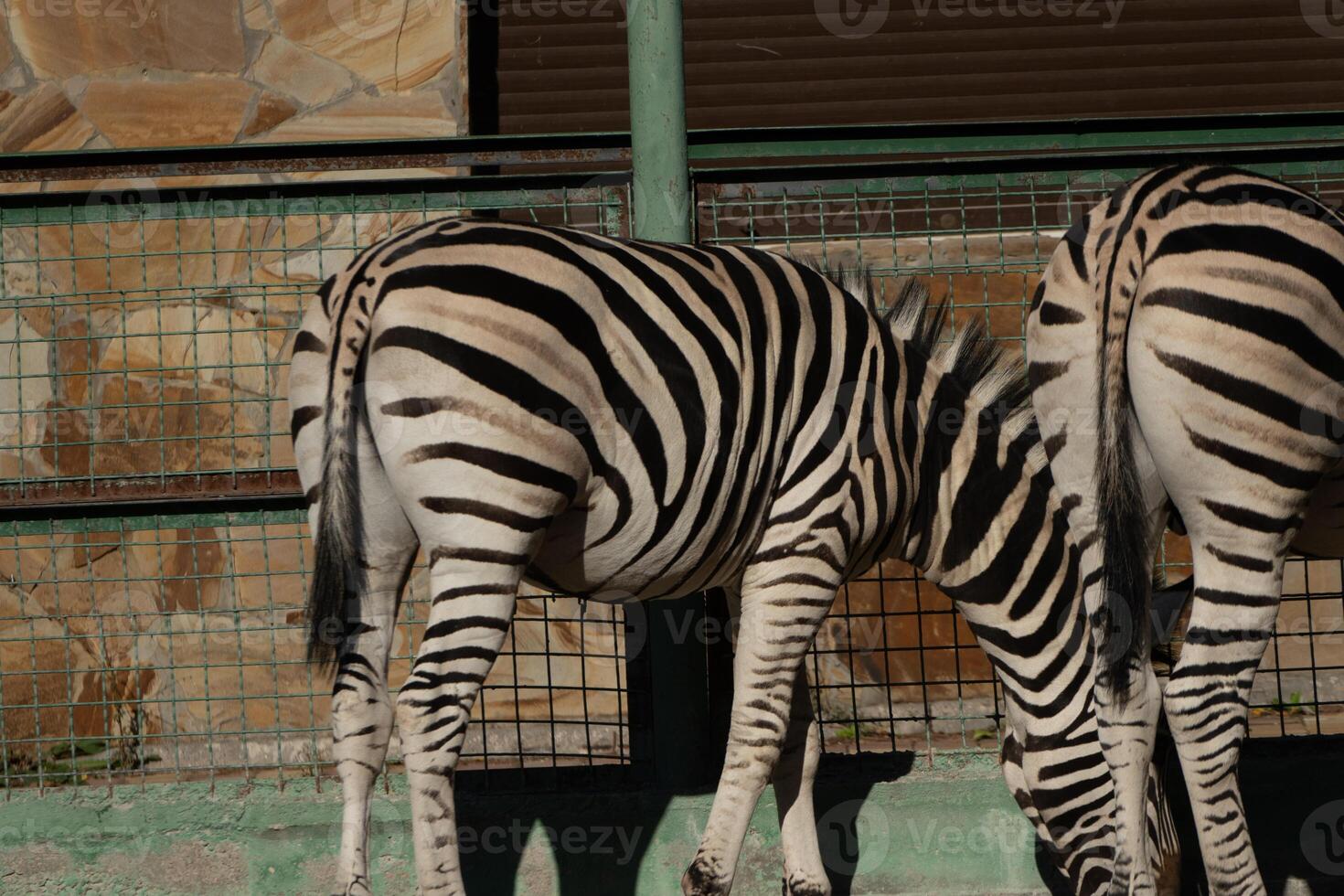 Zebras Zoo Enclosure Africa. Two zebras' rumps, seen from behind, within a zoo enclosure in Africa, likely daytime, for captive animal display. photo