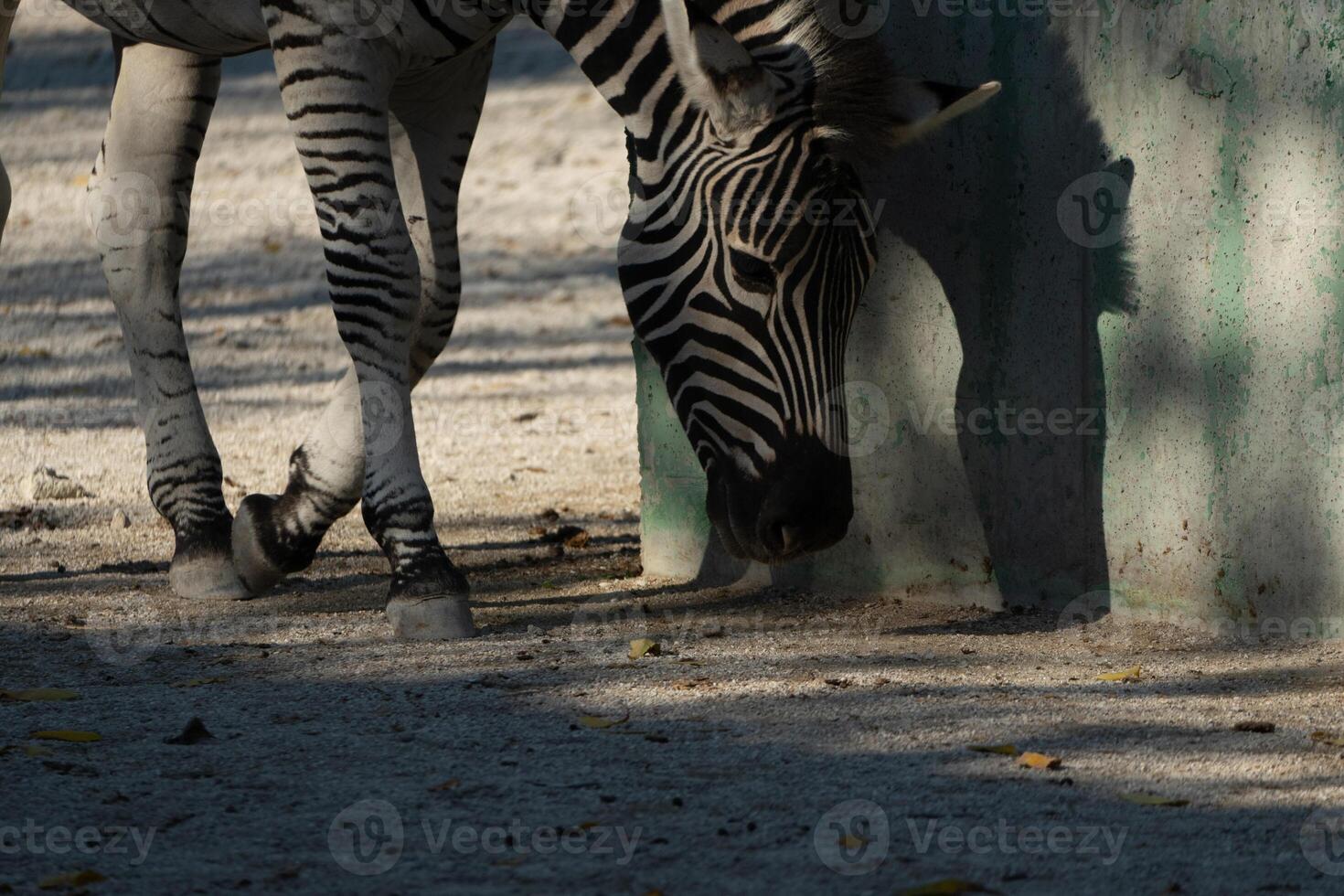 Zebra Zoo Enclosure Eating Ground photo