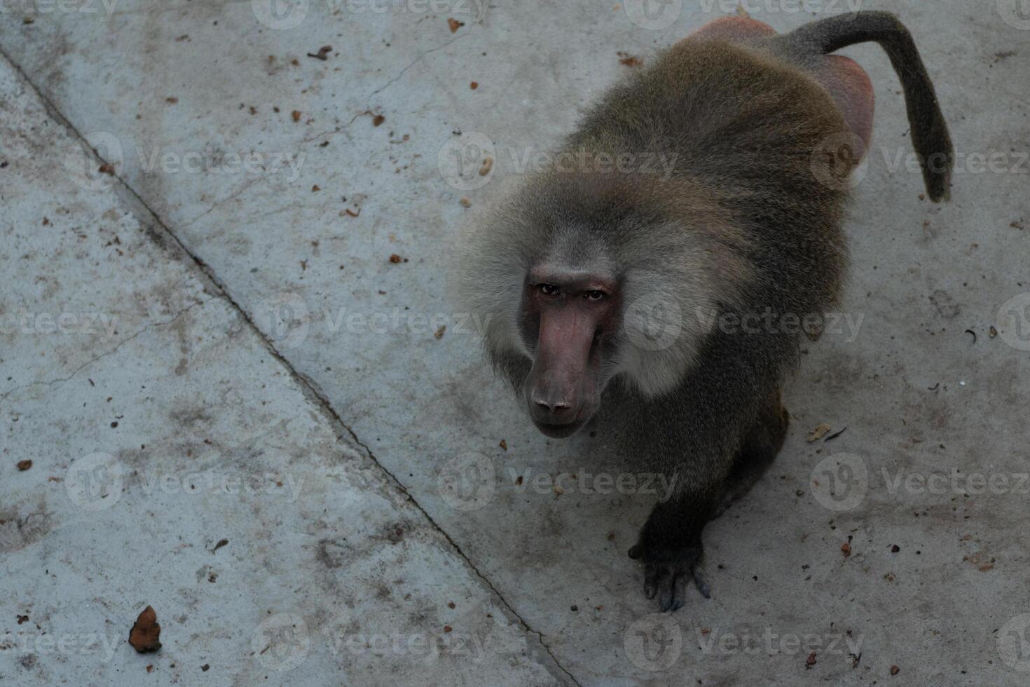 Baboon Zoo Animal Looking Up photo