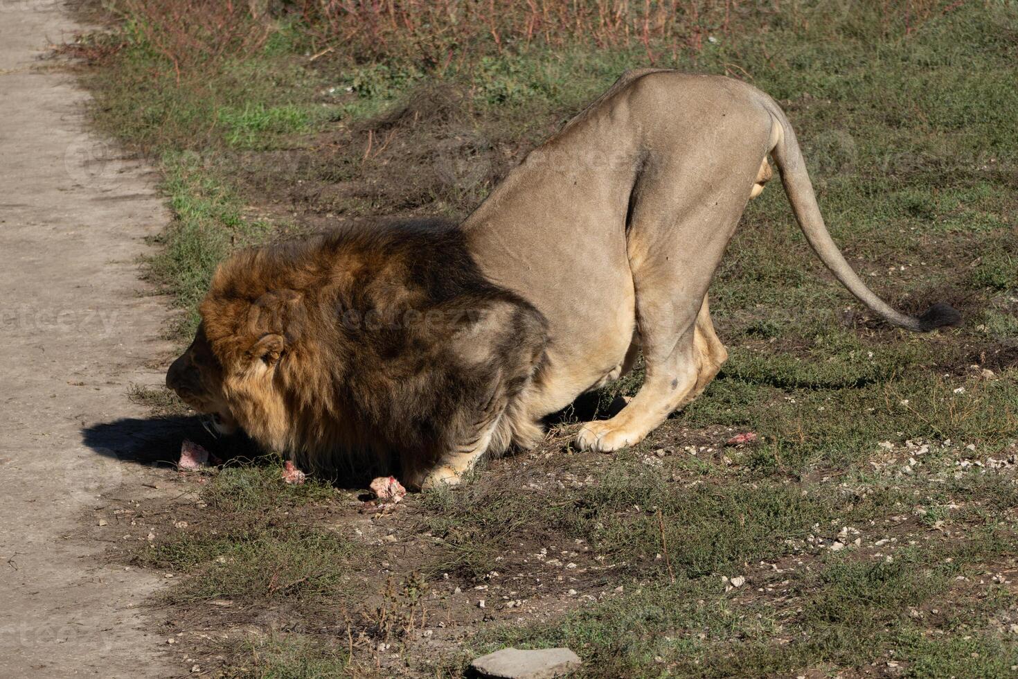 Lion Eating Prey Grassland Wildlife - A lion is eating prey on a dirt path in a grassland. photo