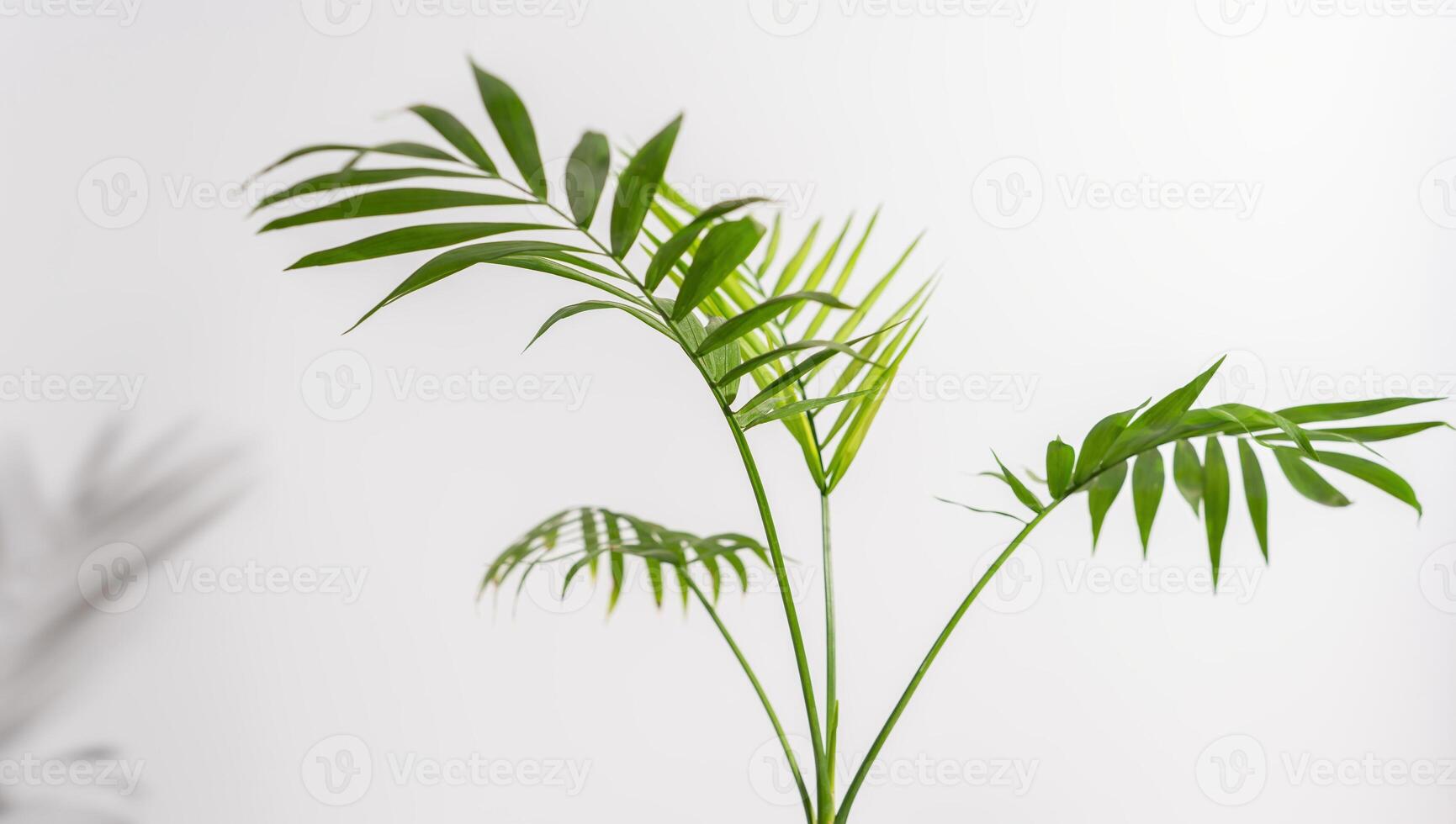 Chamaedorea Elegans Palm isolated on white background. leaves and stems of chamedorea on a white background. photo