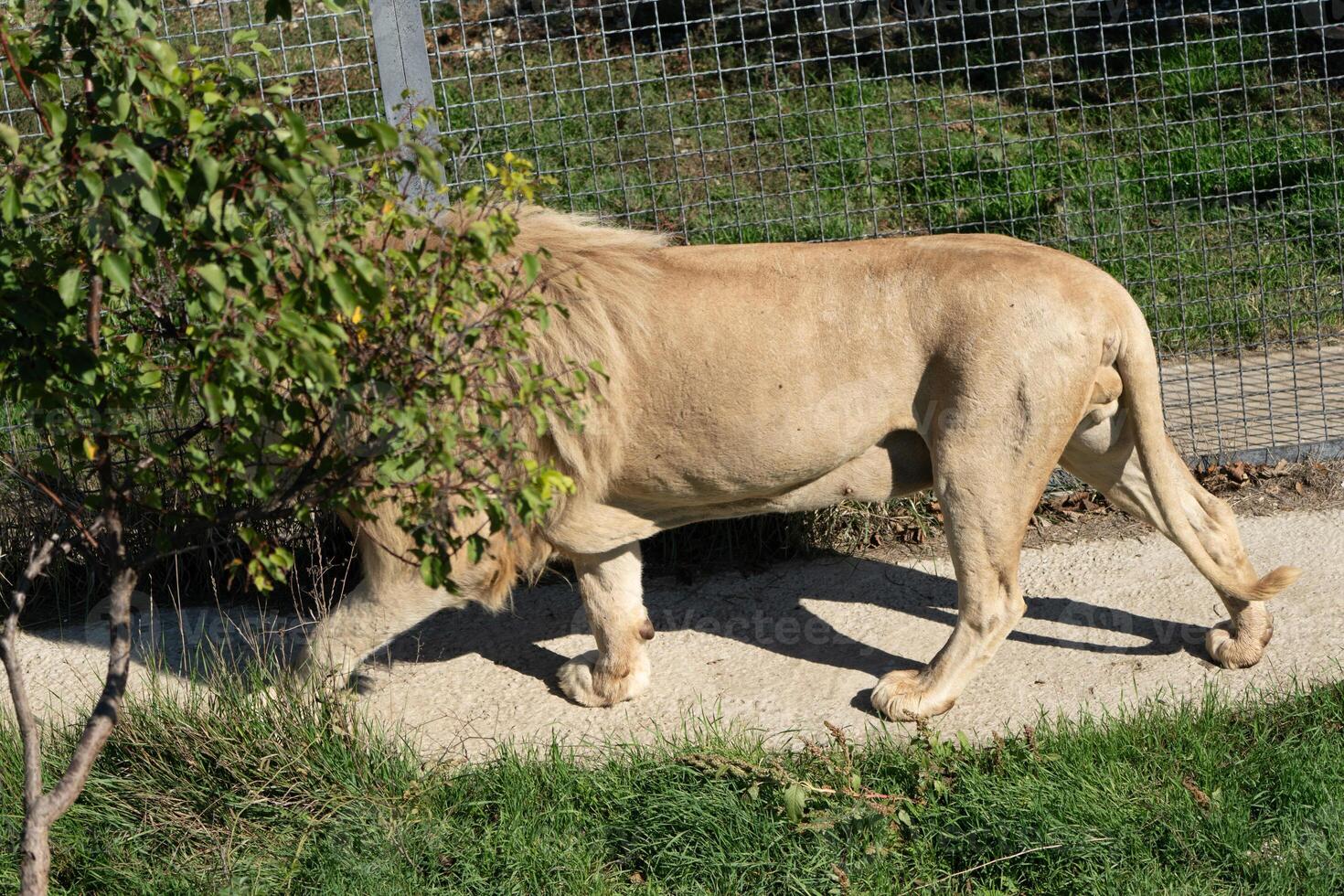 Lion Walking Enclosure Zoo - A majestic lion walks through a grassy enclosure at a zoo, providing a glimpse into its natural habitat. photo