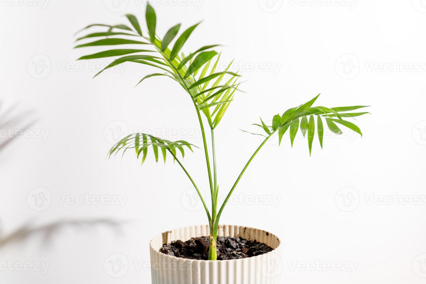 Chamaedorea Elegans Palm isolated on white background. leaves and stems of chamedorea on a white background. photo