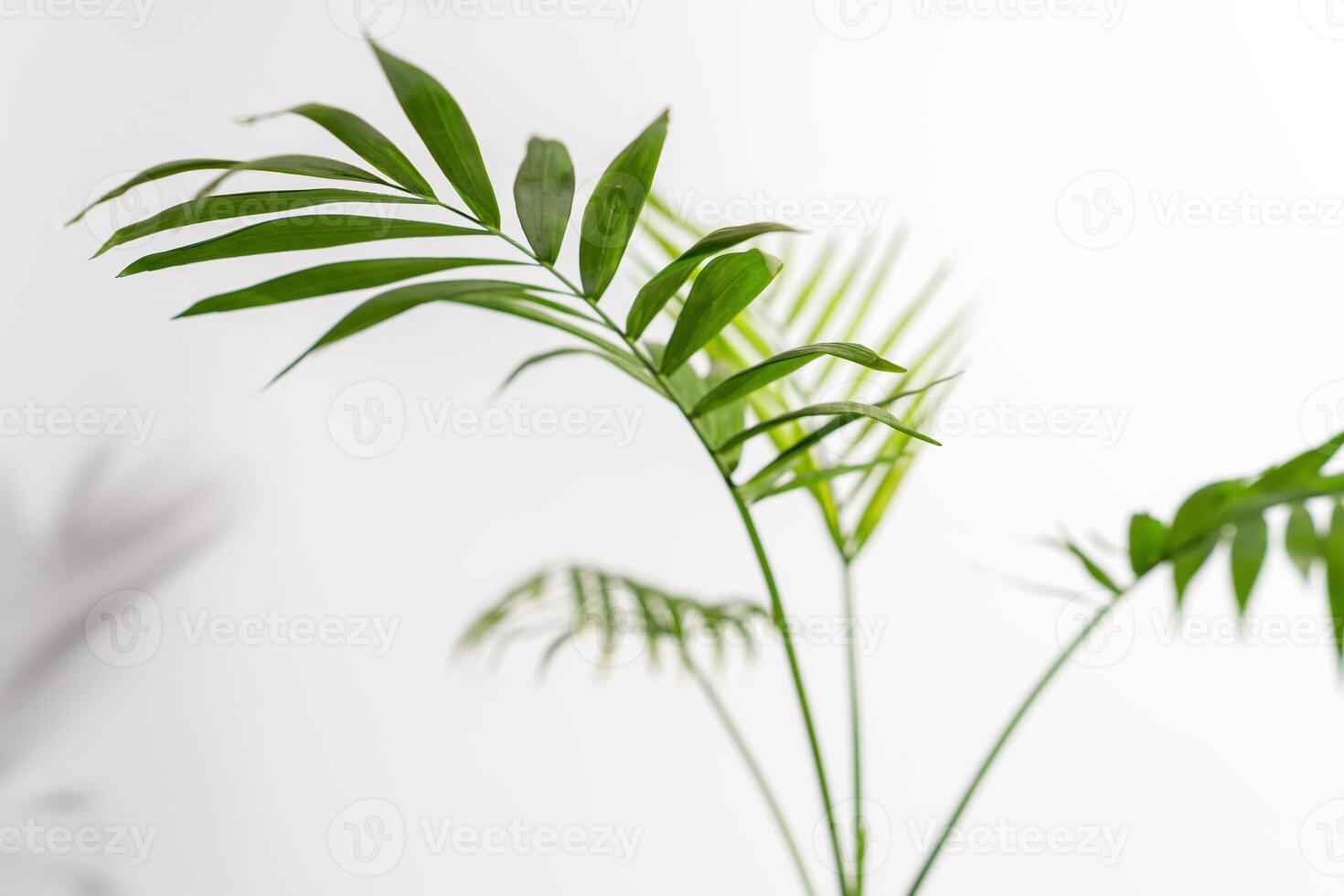 Chamaedorea Elegans Palm isolated on white background. leaves and stems of chamedorea on a white background. photo