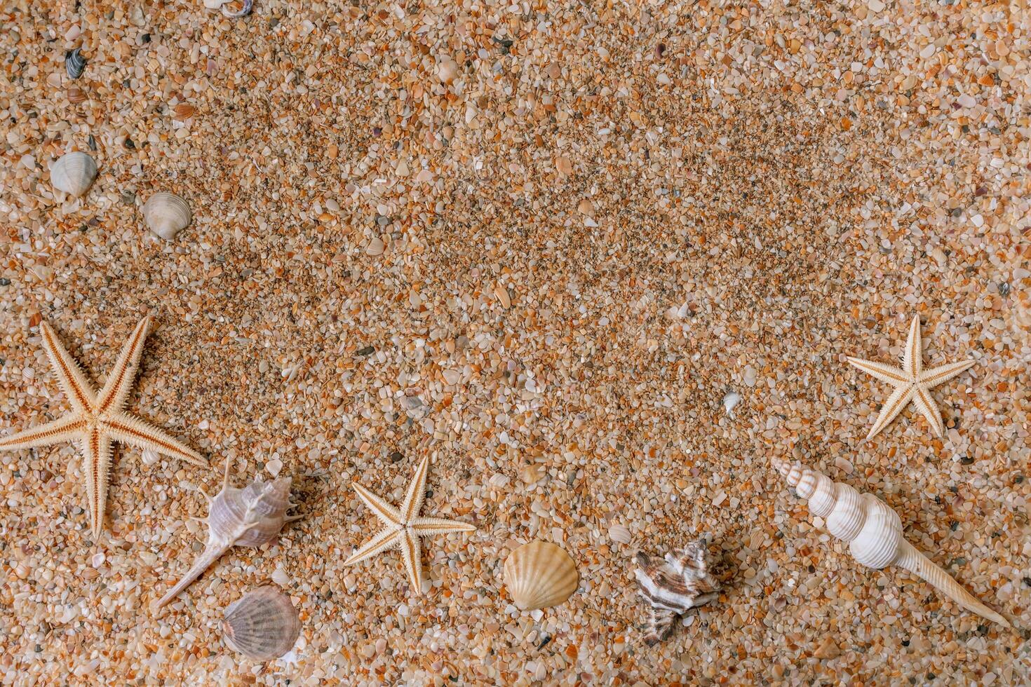Sand shells background. Summer time concept with sea shells and starfish on the sand photo