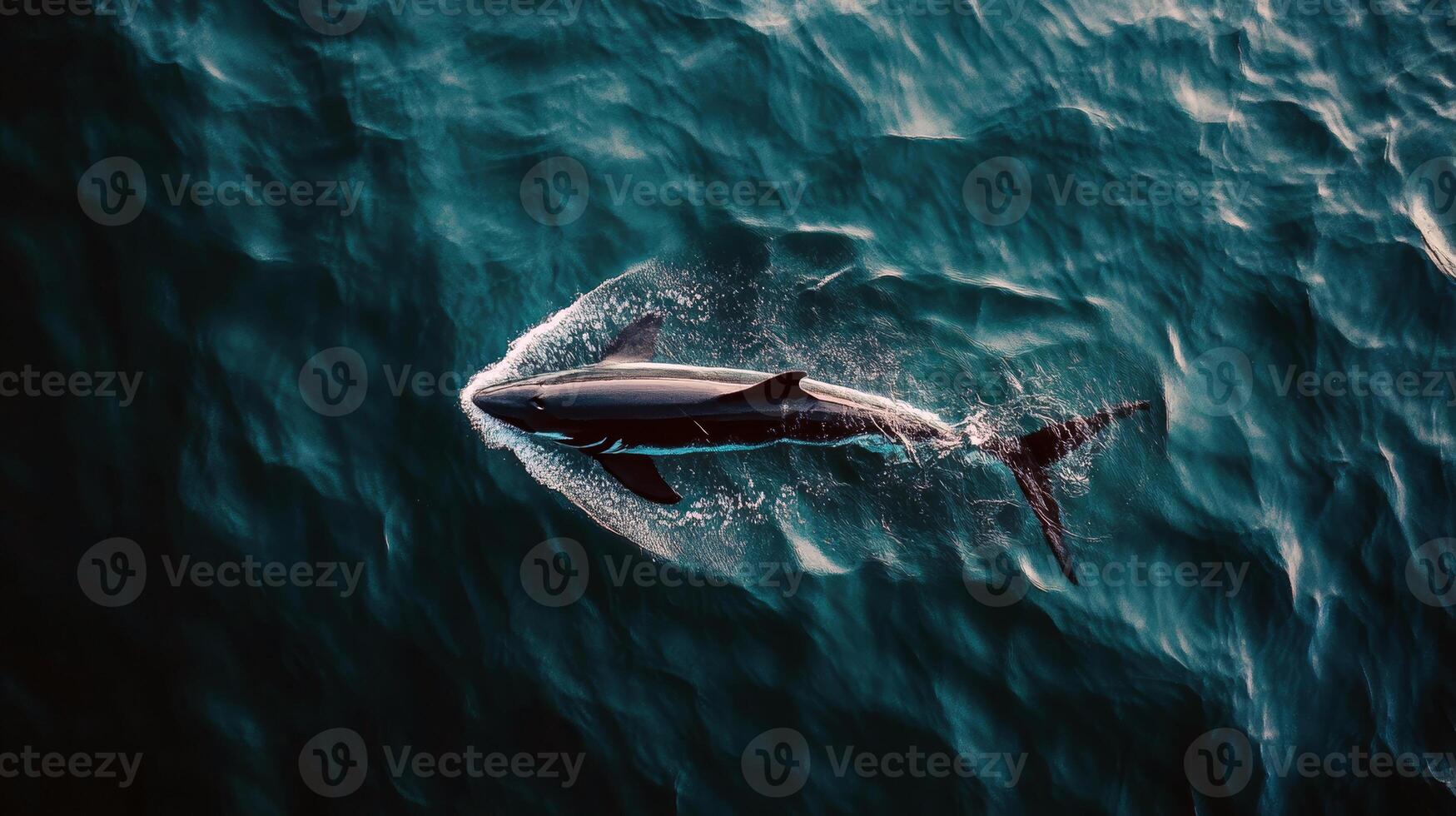 Aerial view of great white shark swimming in ocean waves photo