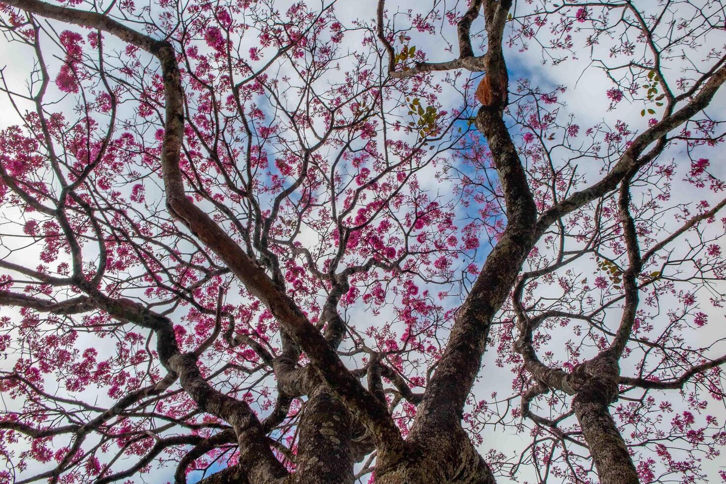 Pink ipe tree Handroanthus heptaphyllus , flowering tree with its high contrast pink flowers against a blue sky background up photo