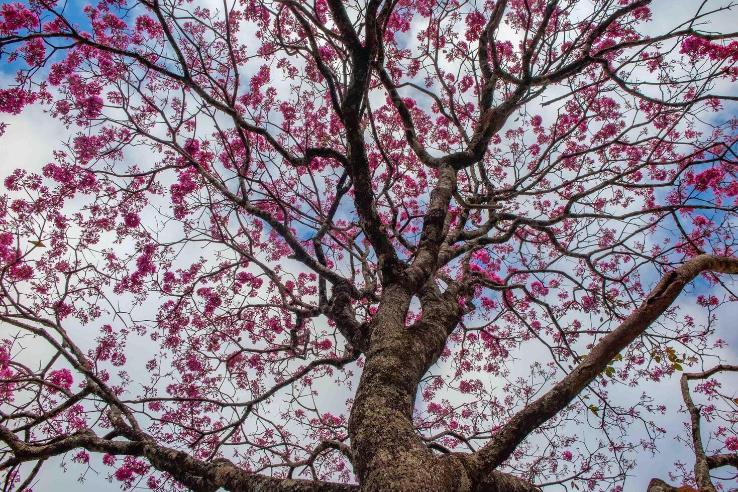 Pink ipe tree Handroanthus heptaphyllus , flowering tree with its high contrast pink flowers against a blue sky background photo