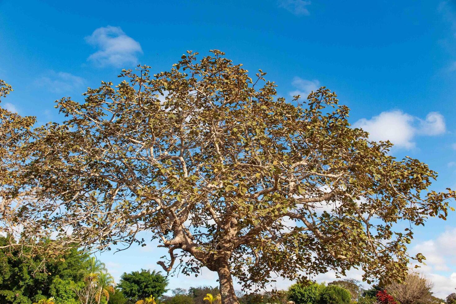 Tree pequi Caryocar brasiliense Typical Brazilian tree with blue sky in the background. 4 photo