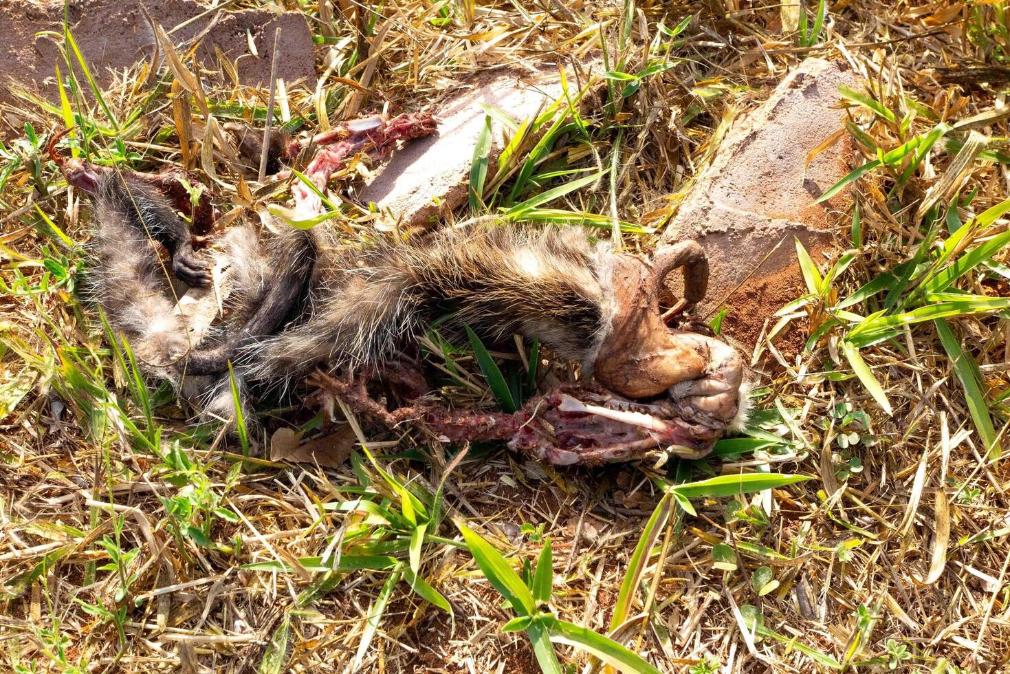possum, a type of marcupial known as opossum killed in remains, carrion 1 photo