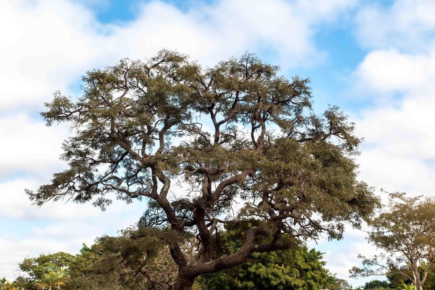 Typical tree of the Brazilian cerrado biome in an idyllic setting 5 photo