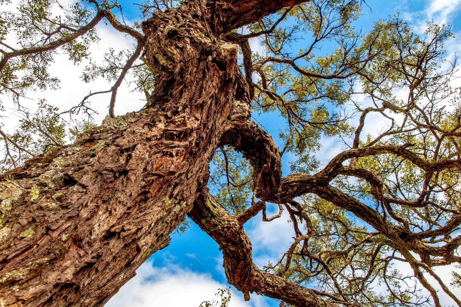 Typical tree of the Brazilian cerrado biome in an idyllic setting photo