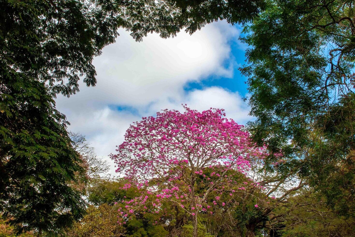 Pink ipe tree Handroanthus heptaphyllus , flowering tree with its high contrast pink flowers against a blue sky background forest photo