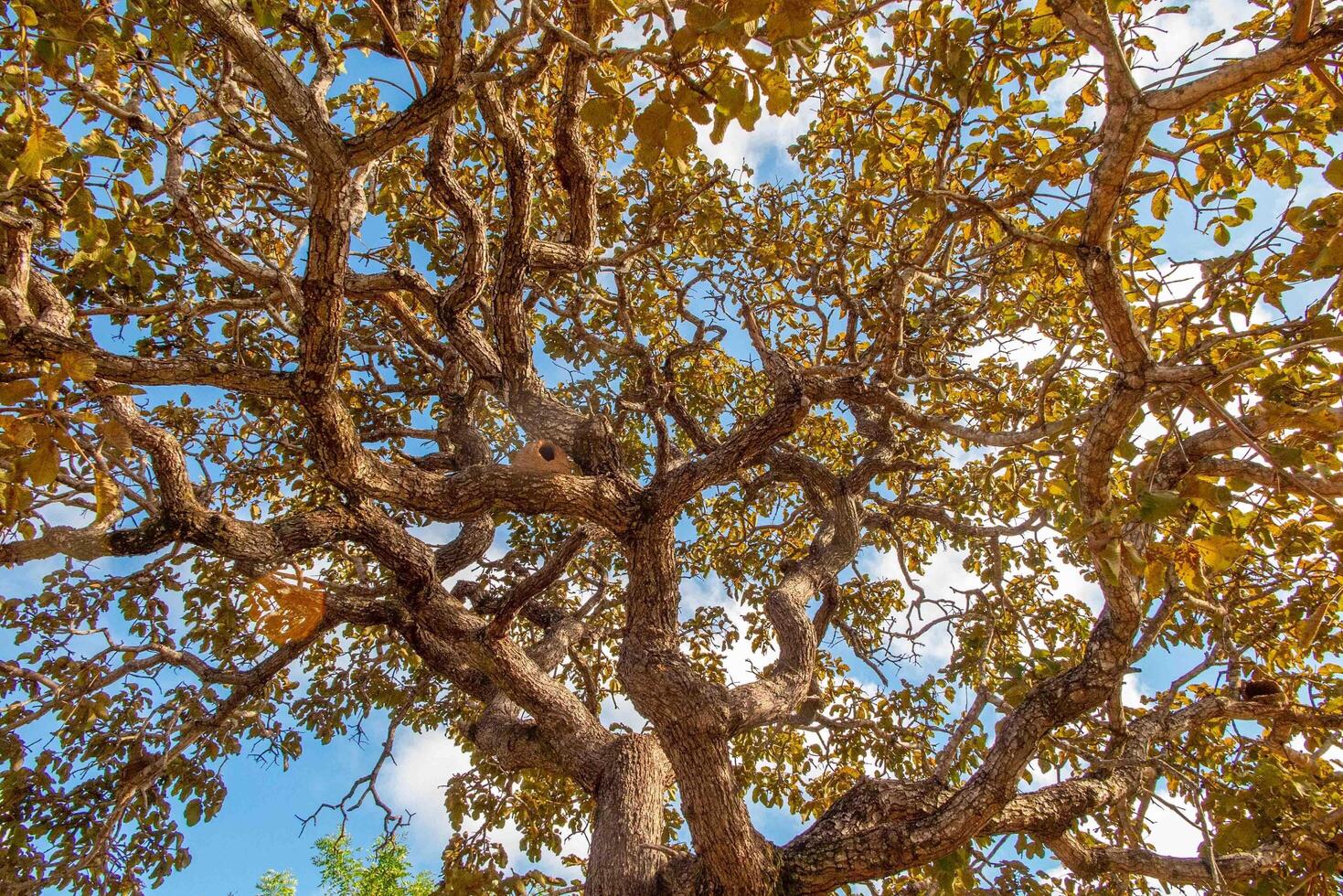 Tree pequi Caryocar brasiliense Typical Brazilian tree with blue sky in the background. 9 photo