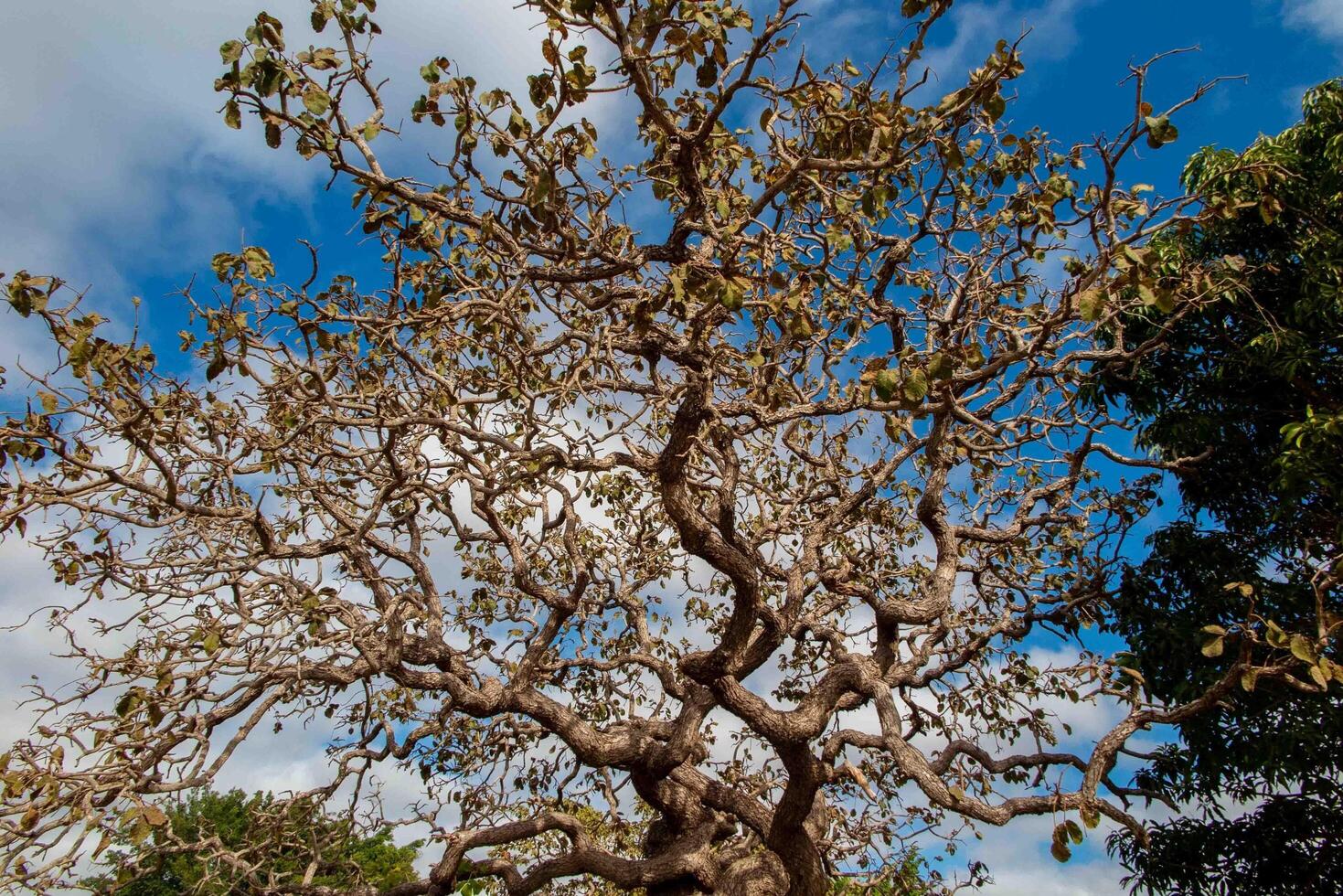 Tree pequi Caryocar brasiliense Typical Brazilian tree with blue sky in the background. xx photo