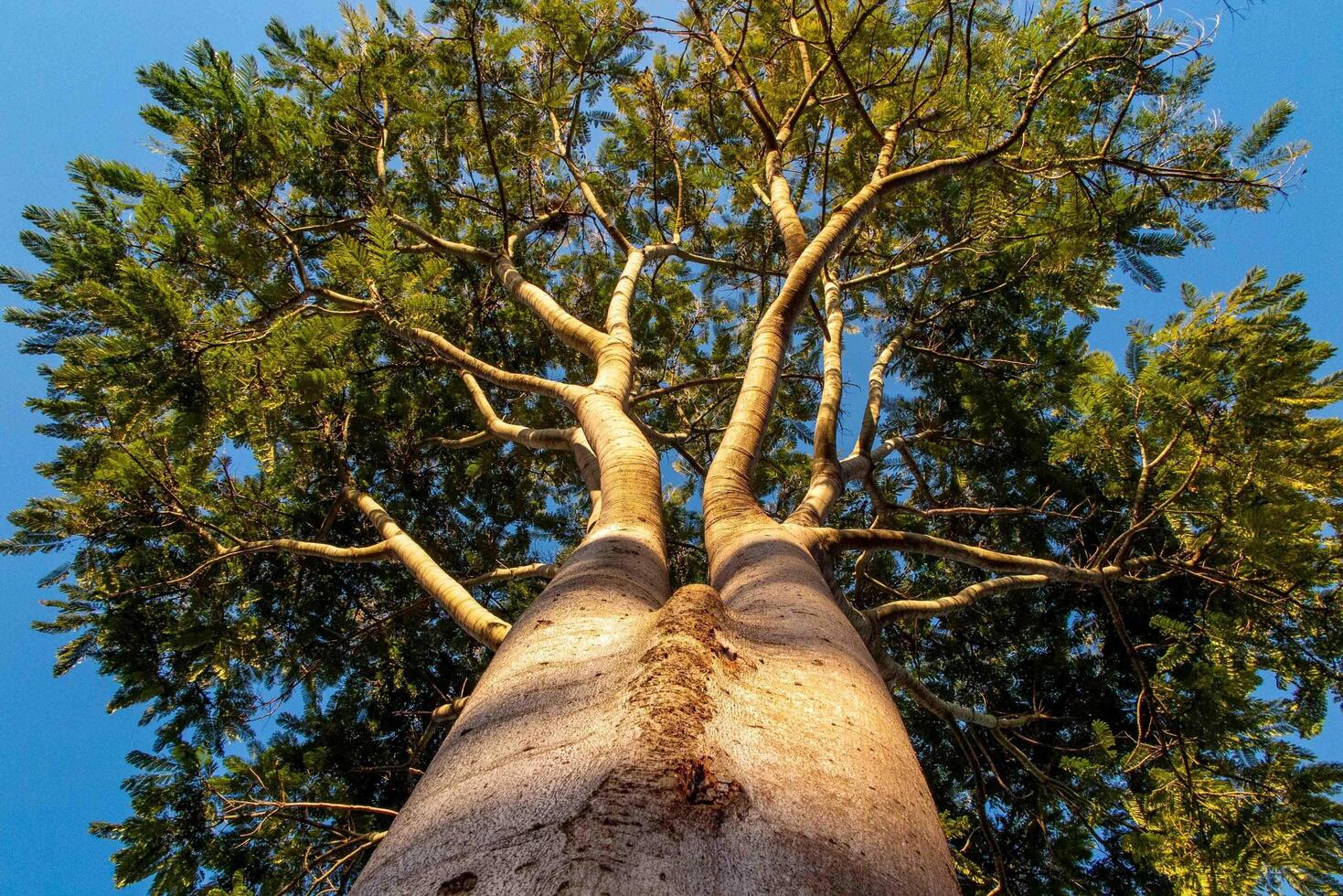 Giant old tree with bottom up perspective view 1 photo