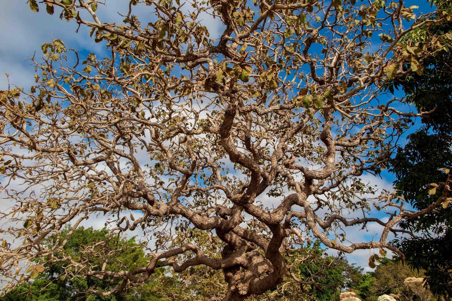 Typical tree of the Brazilian cerrado biome in an idyllic setting pequi photo