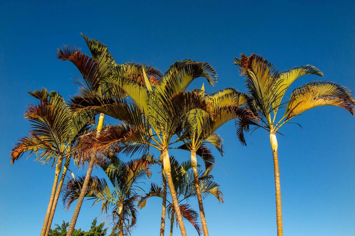 palm trees isolated on blue sky background 2 photo