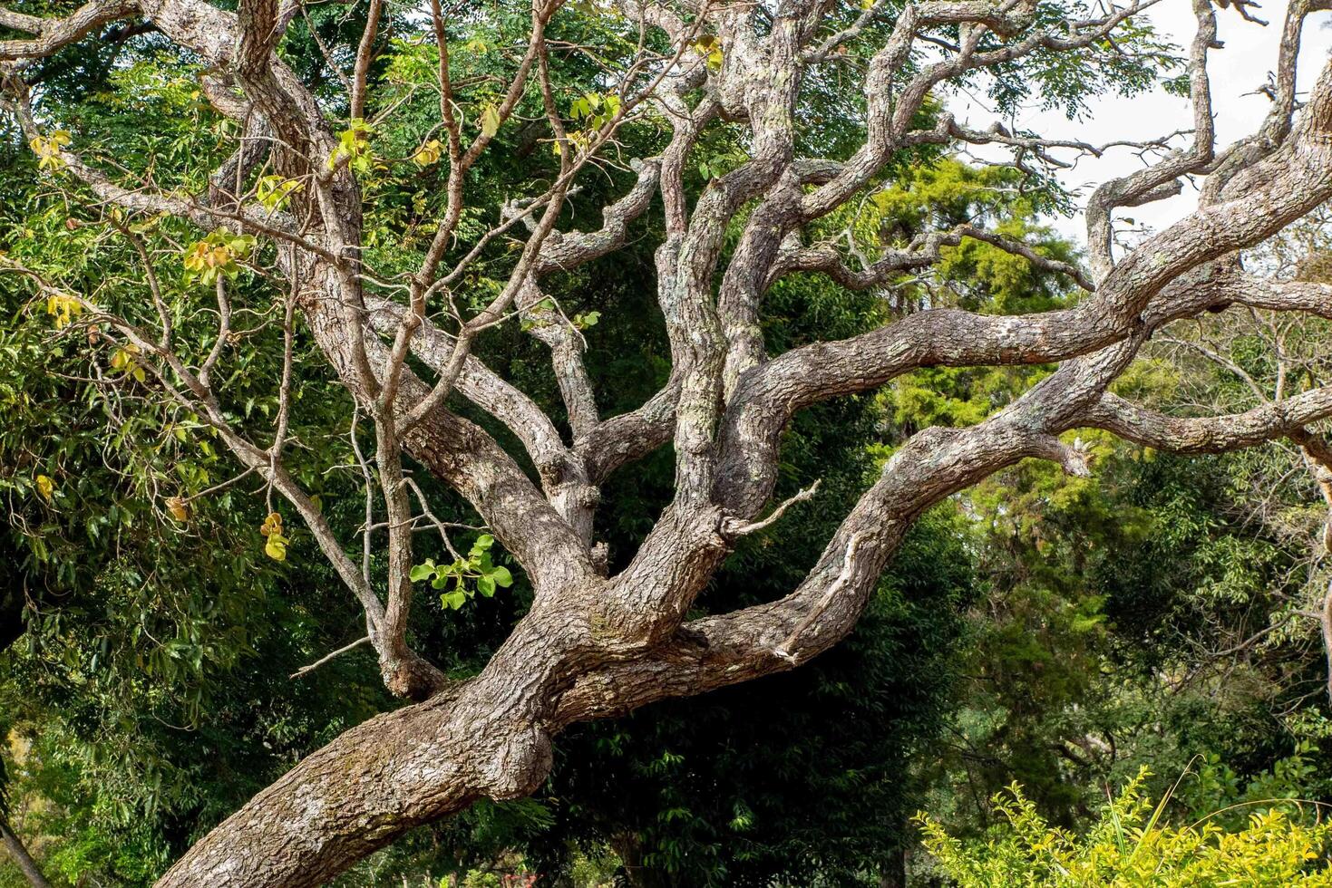 Typical tree of the Brazilian cerrado biome in an idyllic setting top photo