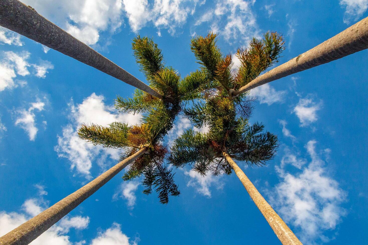 palm trees isolated on blue sky background tree photo