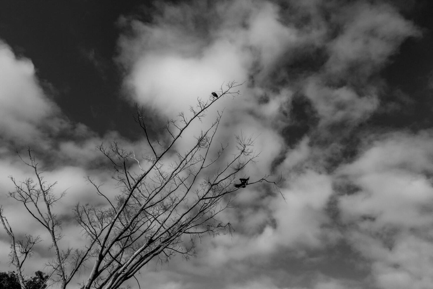 Black and white tree silhouette in dramatic setting 1 photo