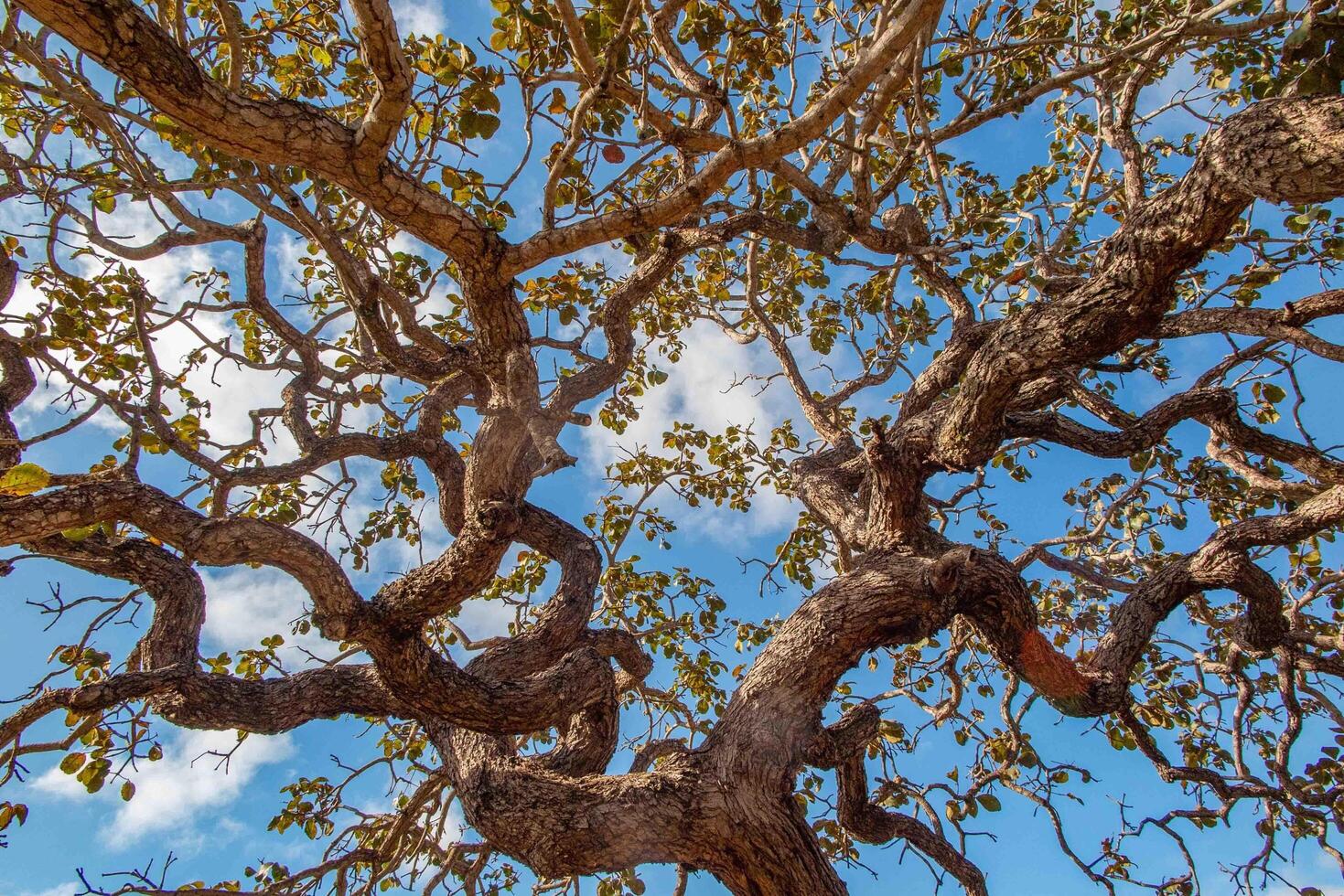 Tree pequi Caryocar brasiliense Typical Brazilian tree with blue sky in the background. 6 photo