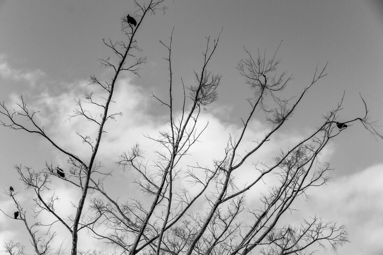Black and white tree silhouette in dramatic setting df photo