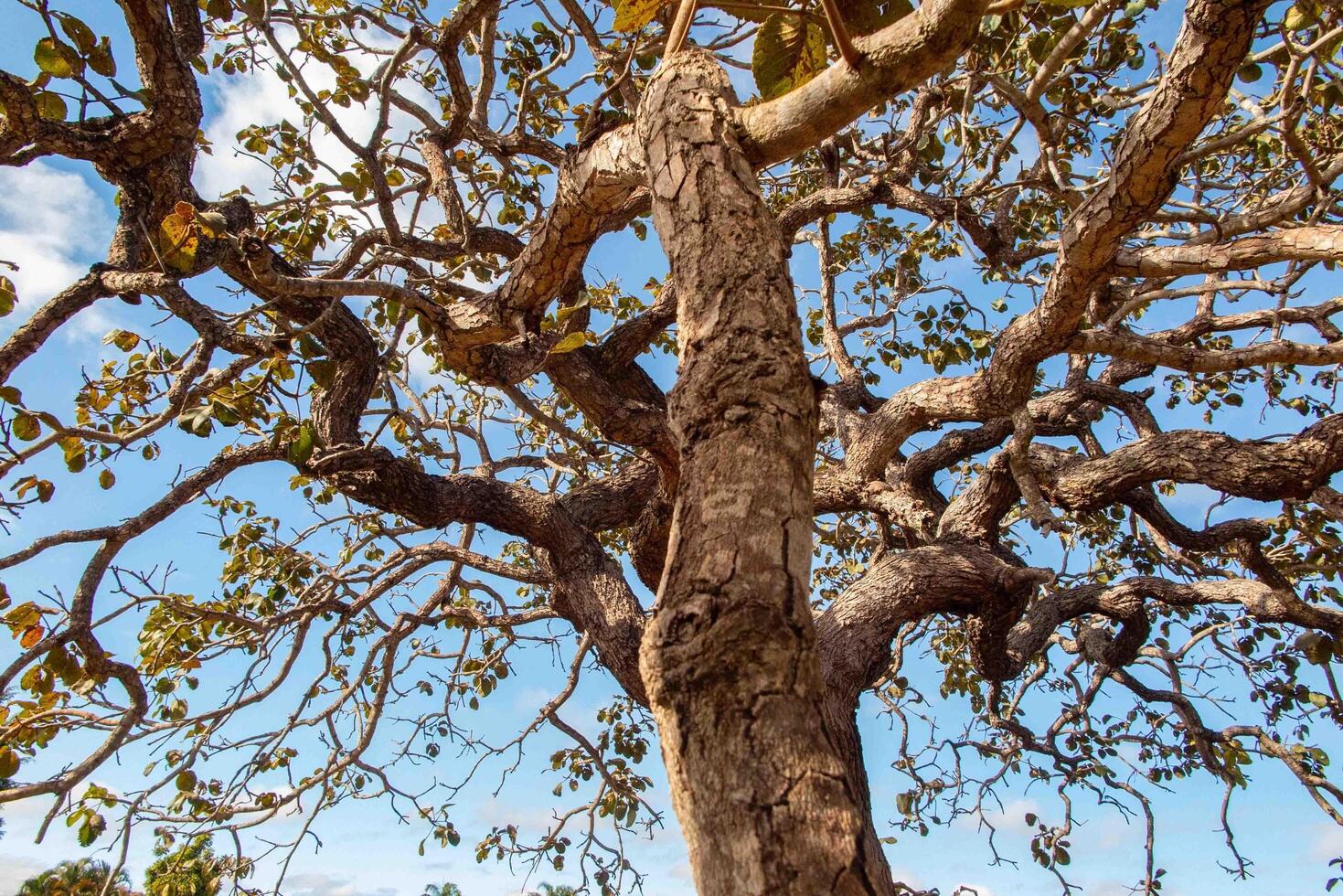 Tree pequi Caryocar brasiliense Typical Brazilian tree with blue sky in the background. 5 photo