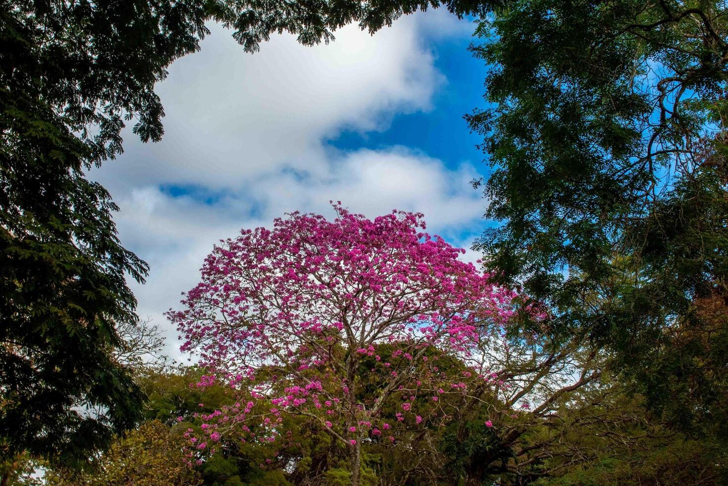 Pink ipe tree Handroanthus heptaphyllus , flowering tree with its high contrast pink flowers against a blue sky background top photo