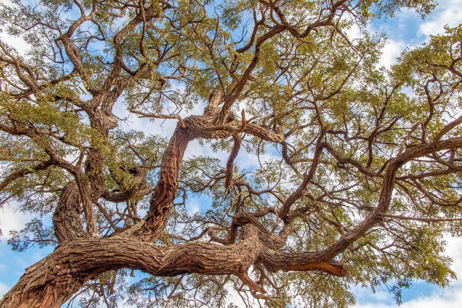 Typical tree of the Brazilian cerrado biome in an idyllic setting wonderful photo