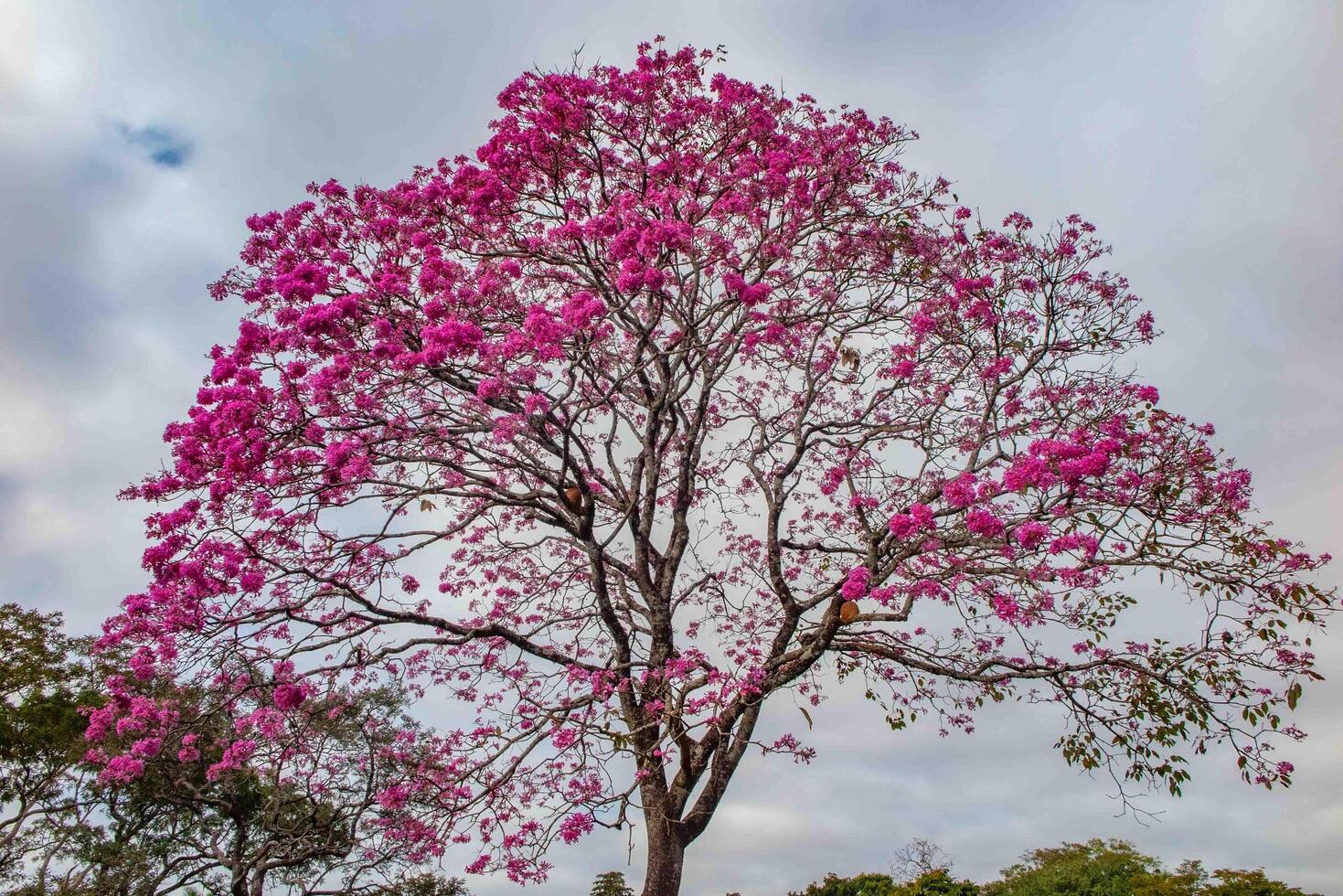 Pink ipe tree Handroanthus heptaphyllus , flowering tree with its high contrast pink flowers against a blue sky background 1 photo