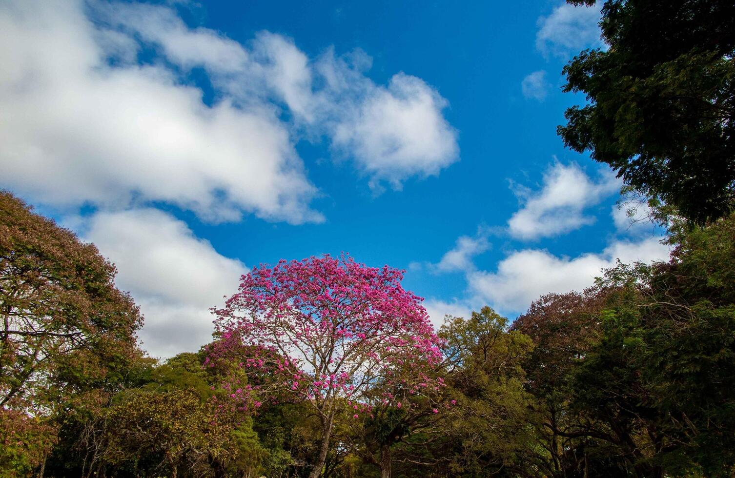 Pink ipe tree Handroanthus heptaphyllus , flowering tree with its high contrast pink flowers against a blue sky background tree photo
