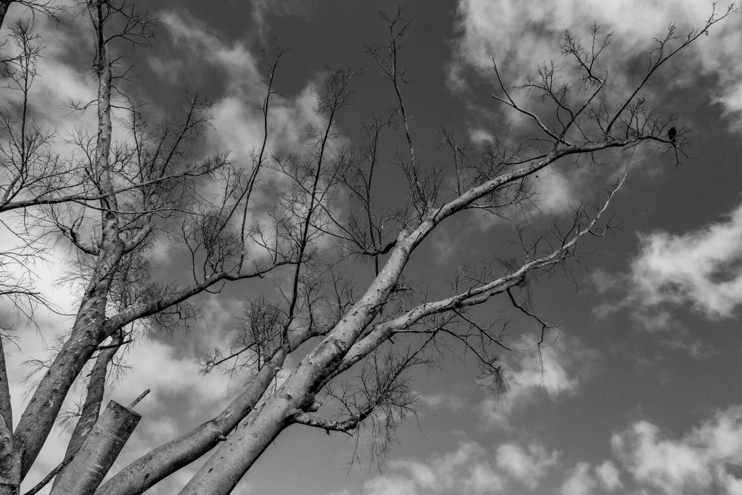 Black and white tree silhouette in dramatic setting 3 photo
