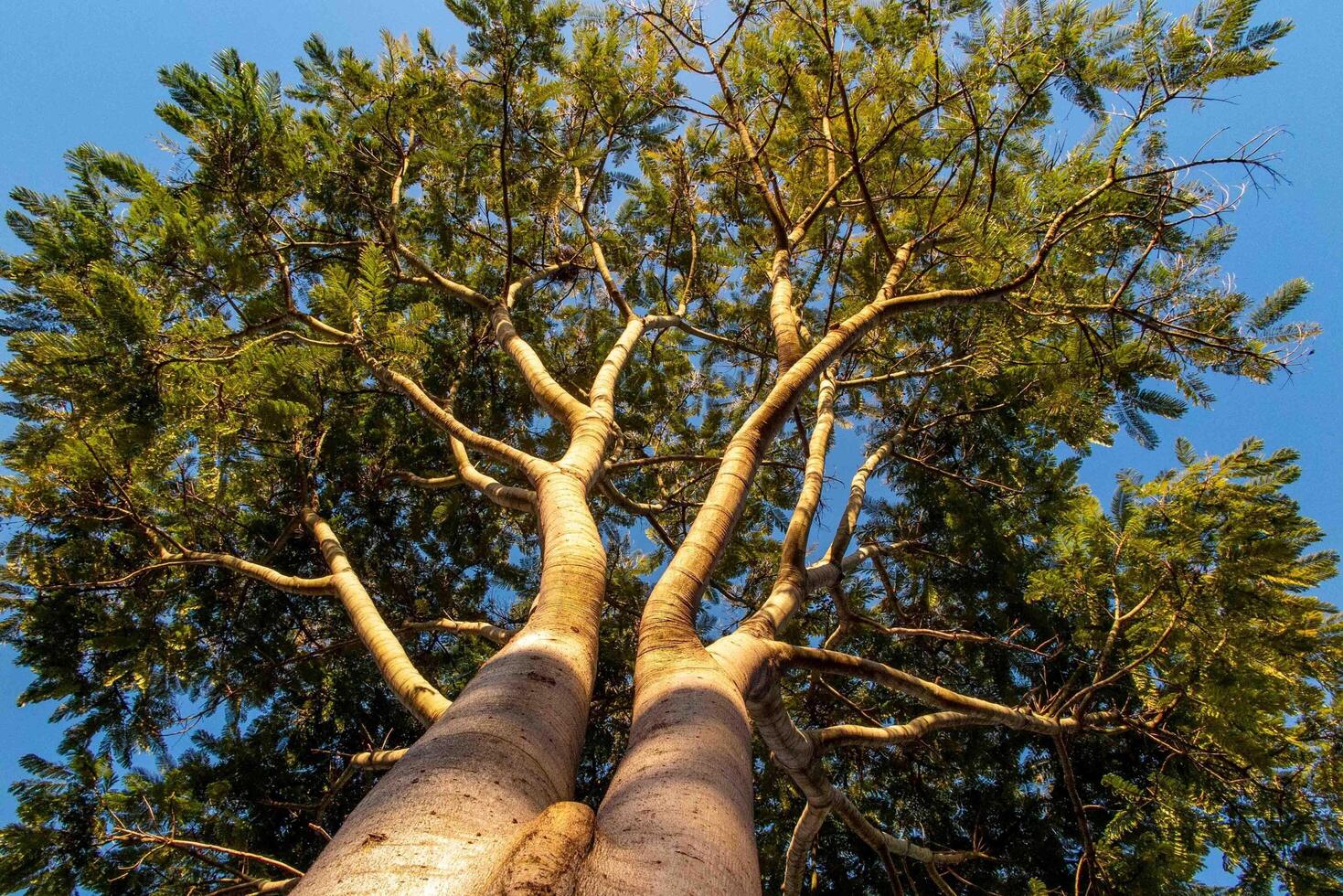 Giant old tree with bottom up perspective view colorful photo