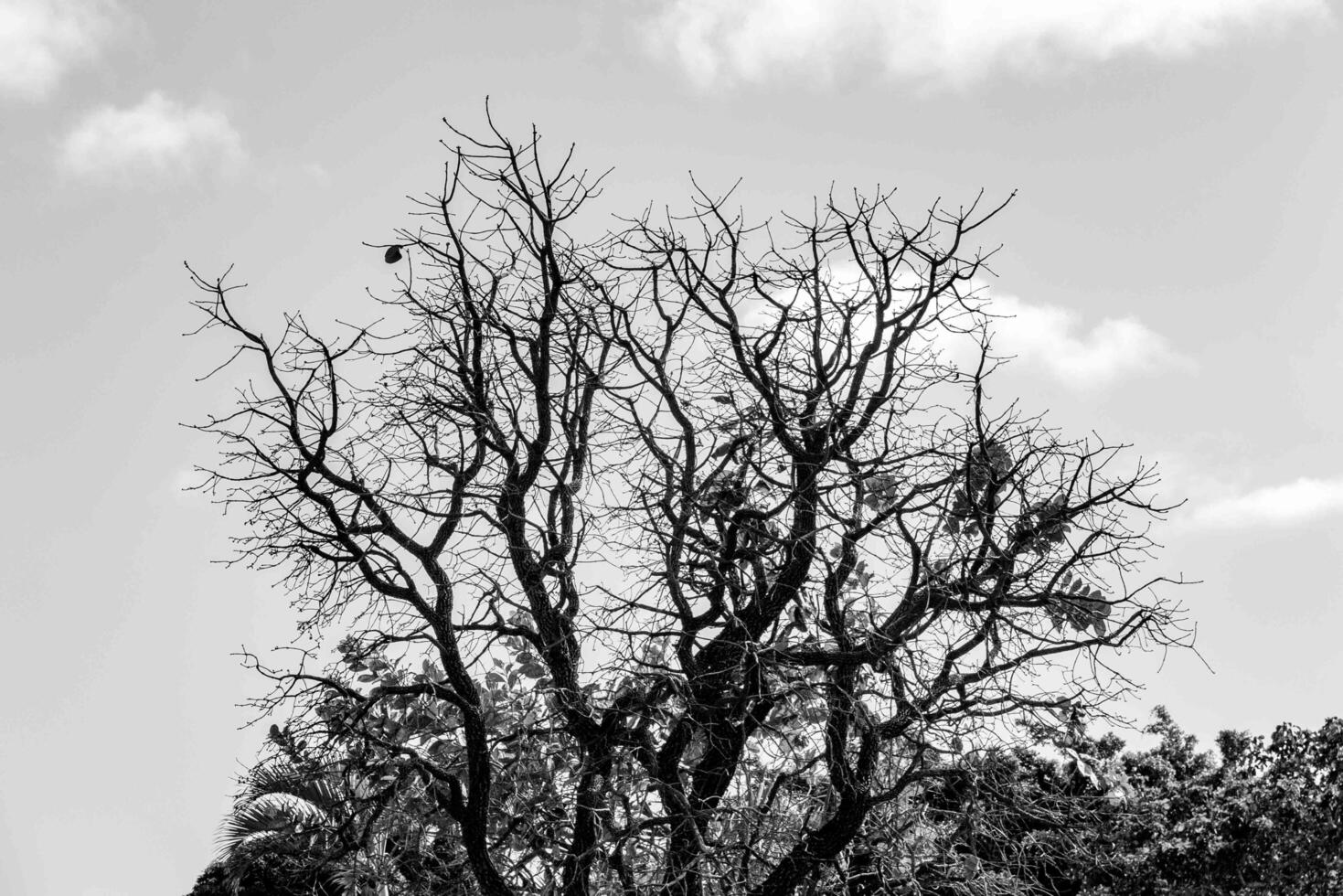 Black and white tree silhouette in dramatic setting off photo